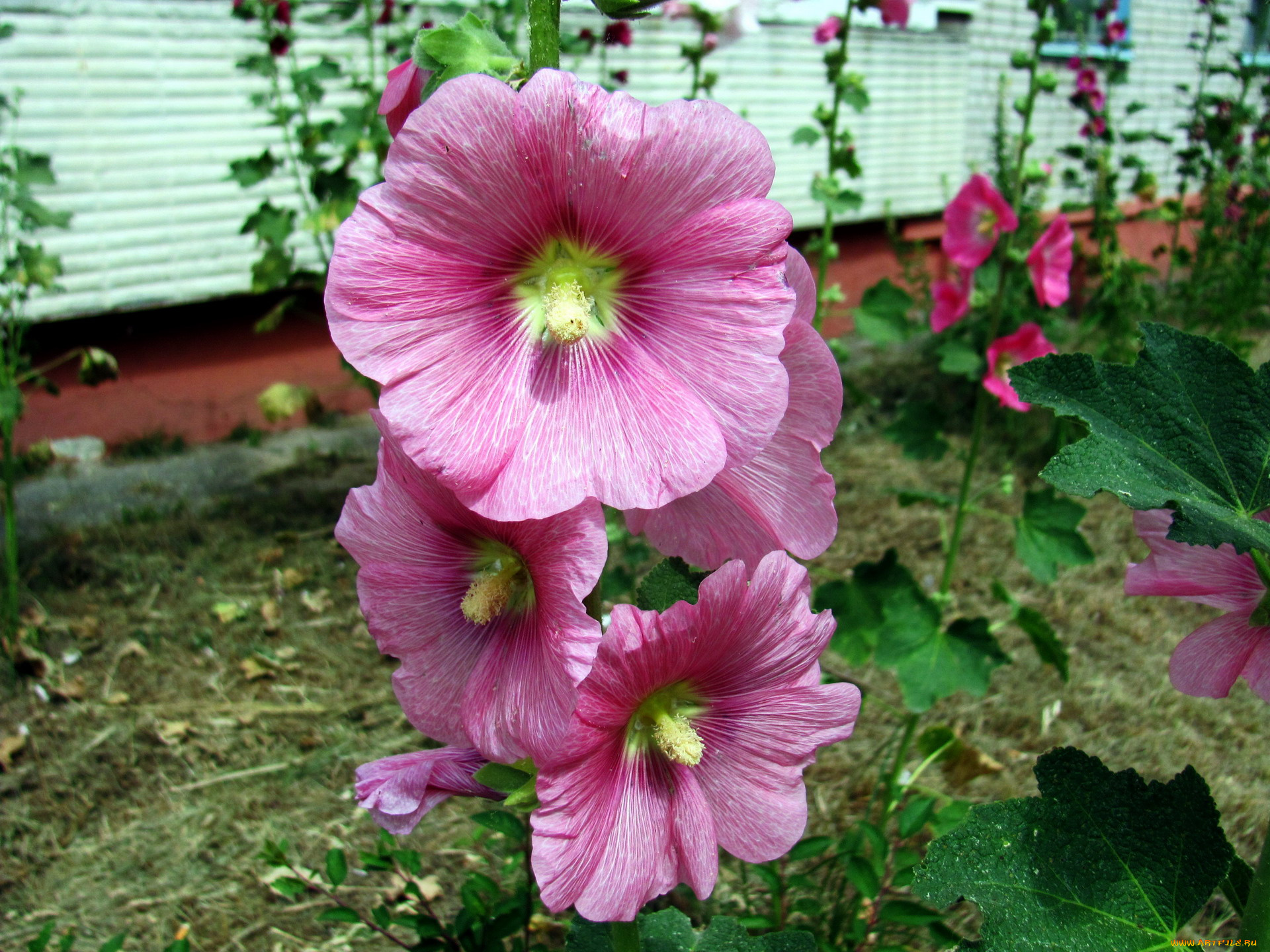 цветы, мальвы, розовый, макро