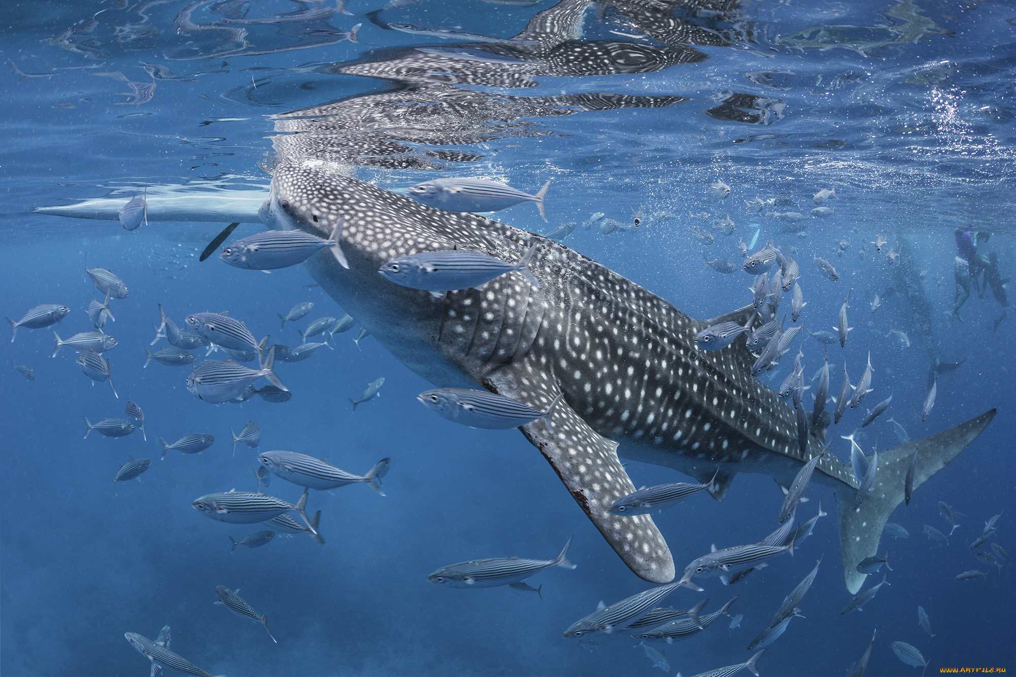 животные, акулы, рыбка