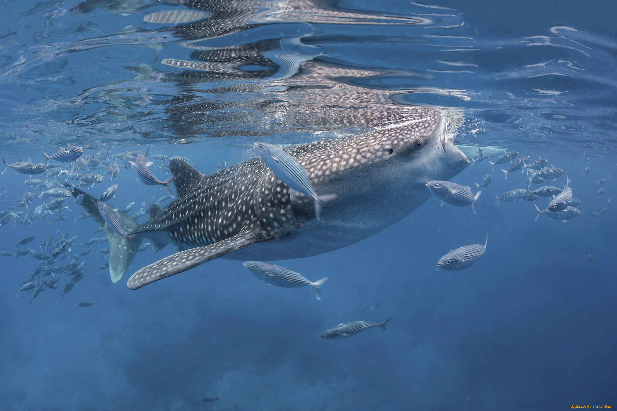 животные, акулы, рыбка