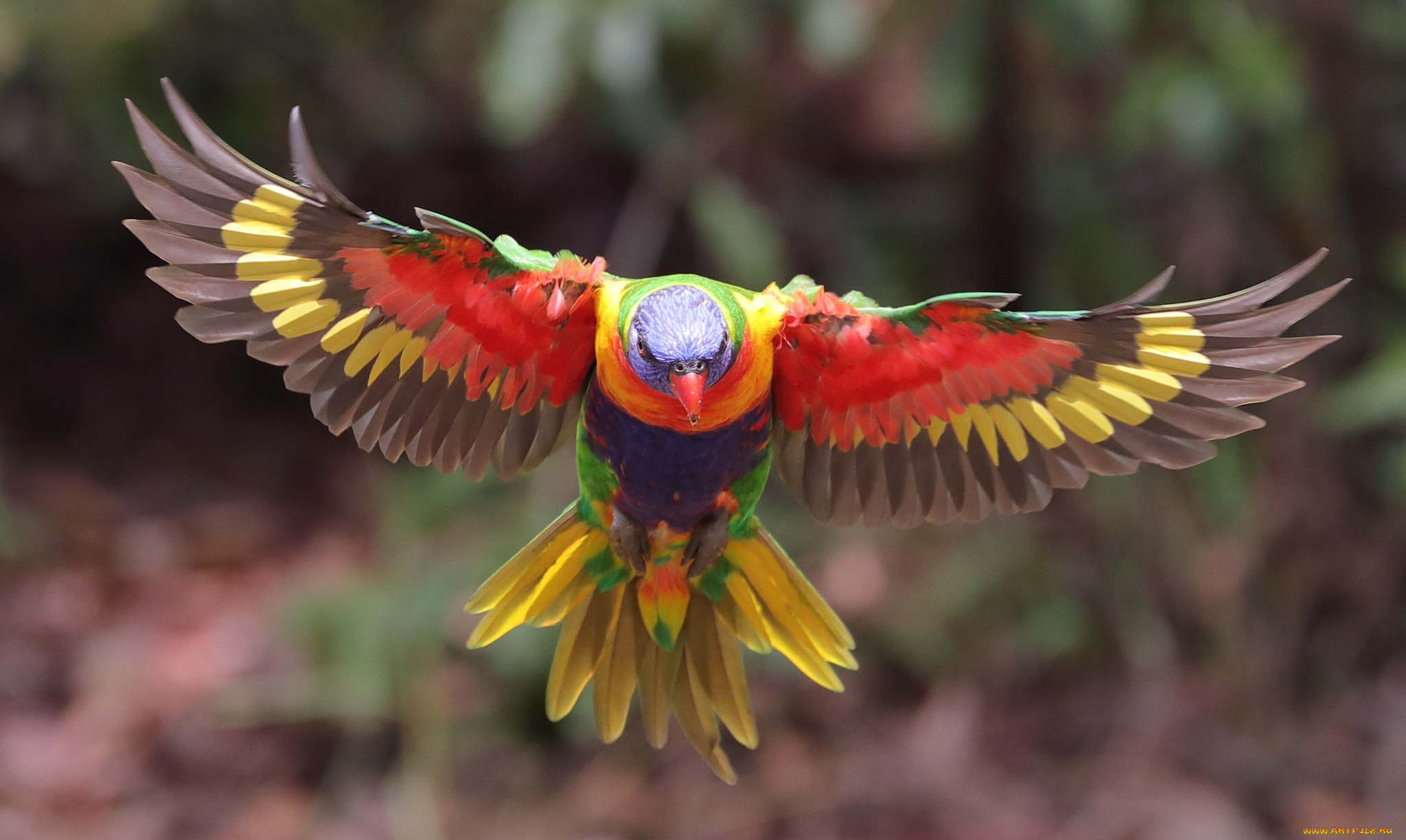 животные, попугаи, расцветка, птица, оперение, боке, попугай, размытие, многоцветный, лорикет, полёт, крылья