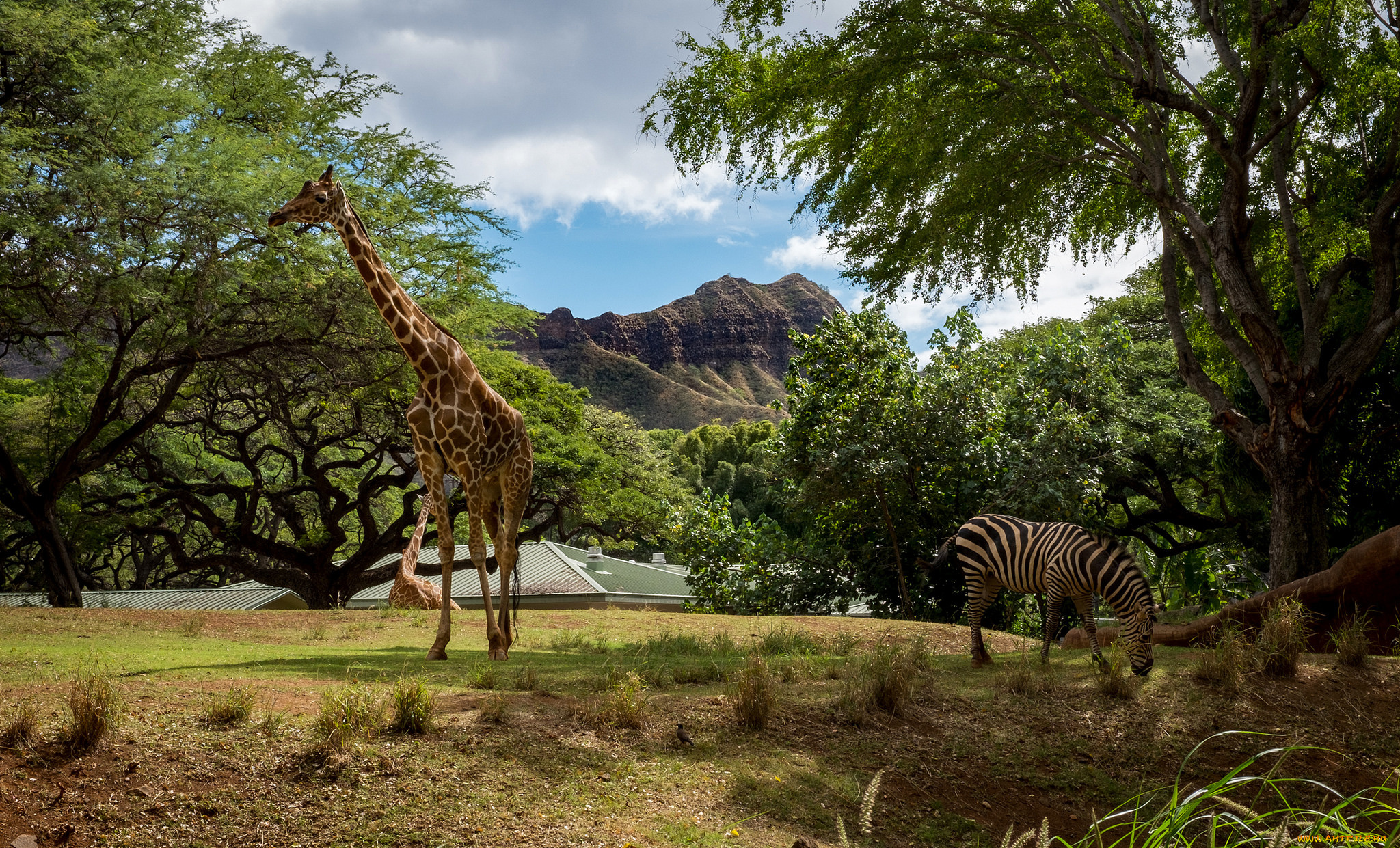 животные, разные, вместе, саванна