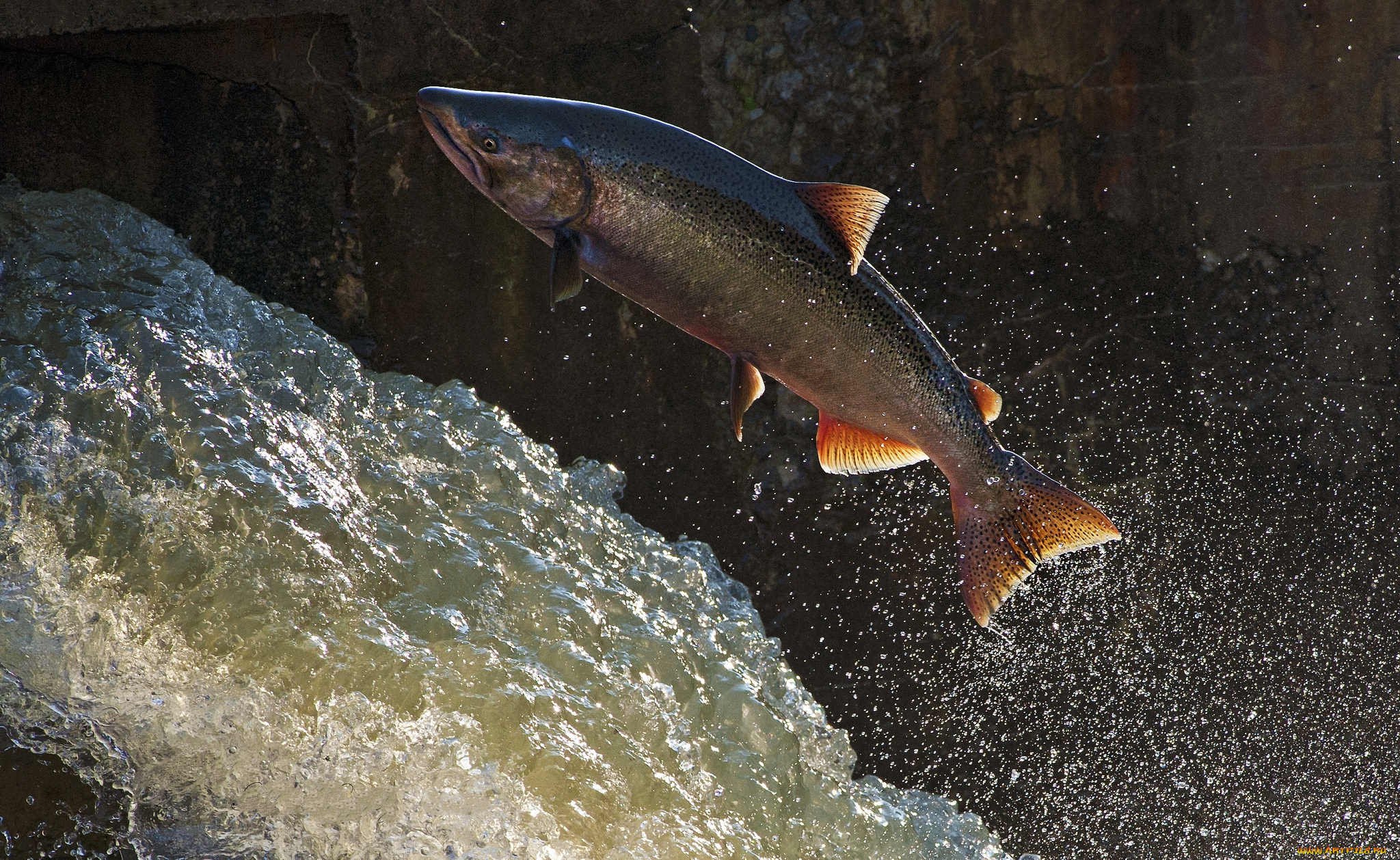 животные, рыбы, рыбка