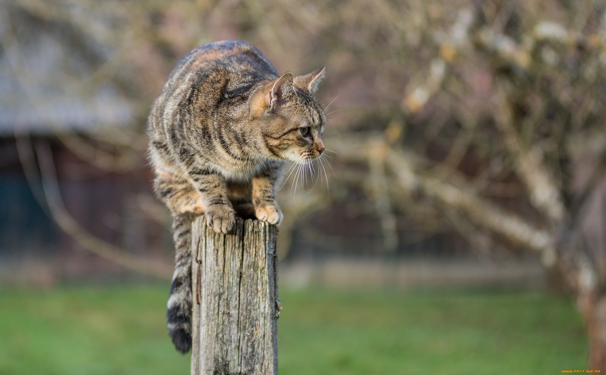 животные, коты, киса