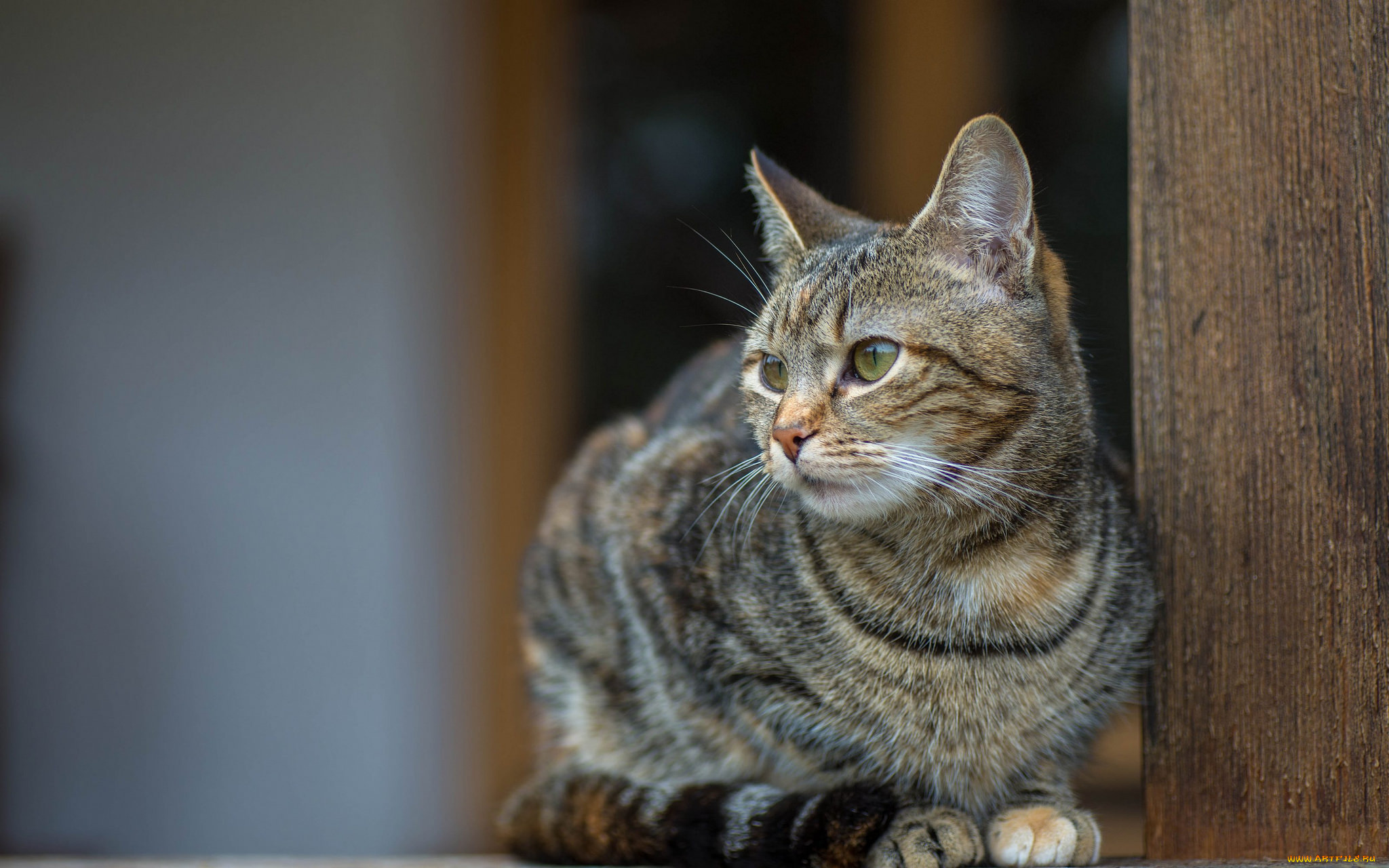 животные, коты, киса