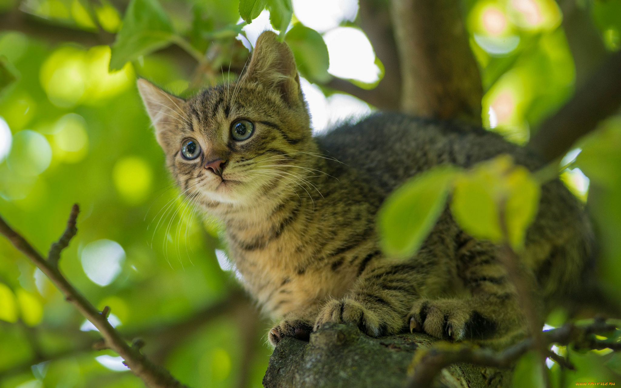 животные, коты, киса