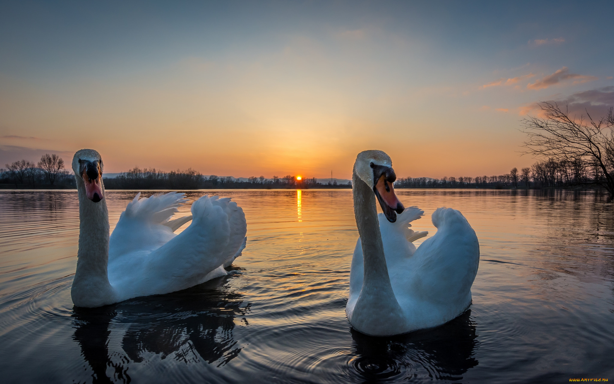 животные, лебеди, птичка