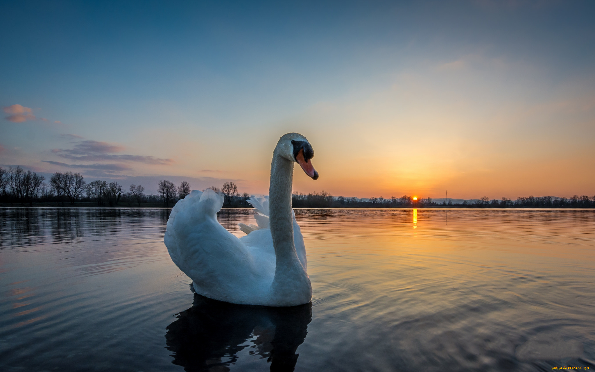 животные, лебеди, птичка