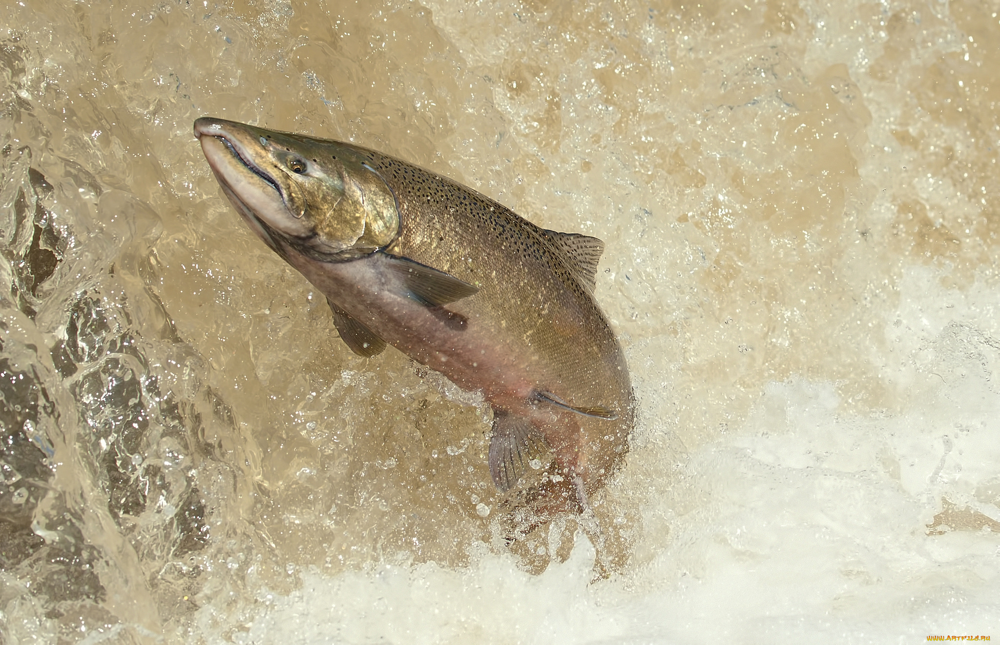 животные, рыбы, рыбка