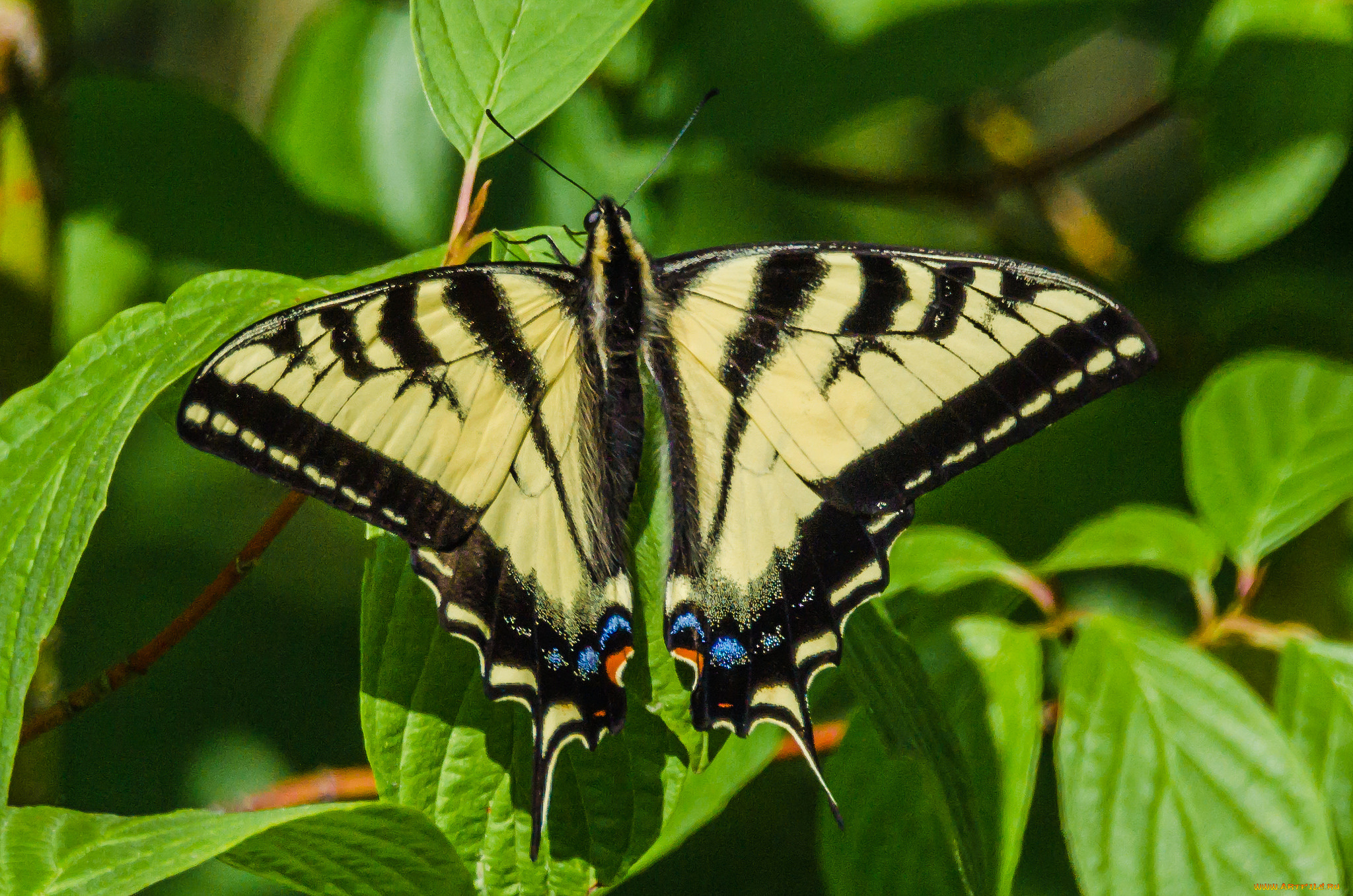 животные, бабочки, , мотыльки, , моли, бабочка
