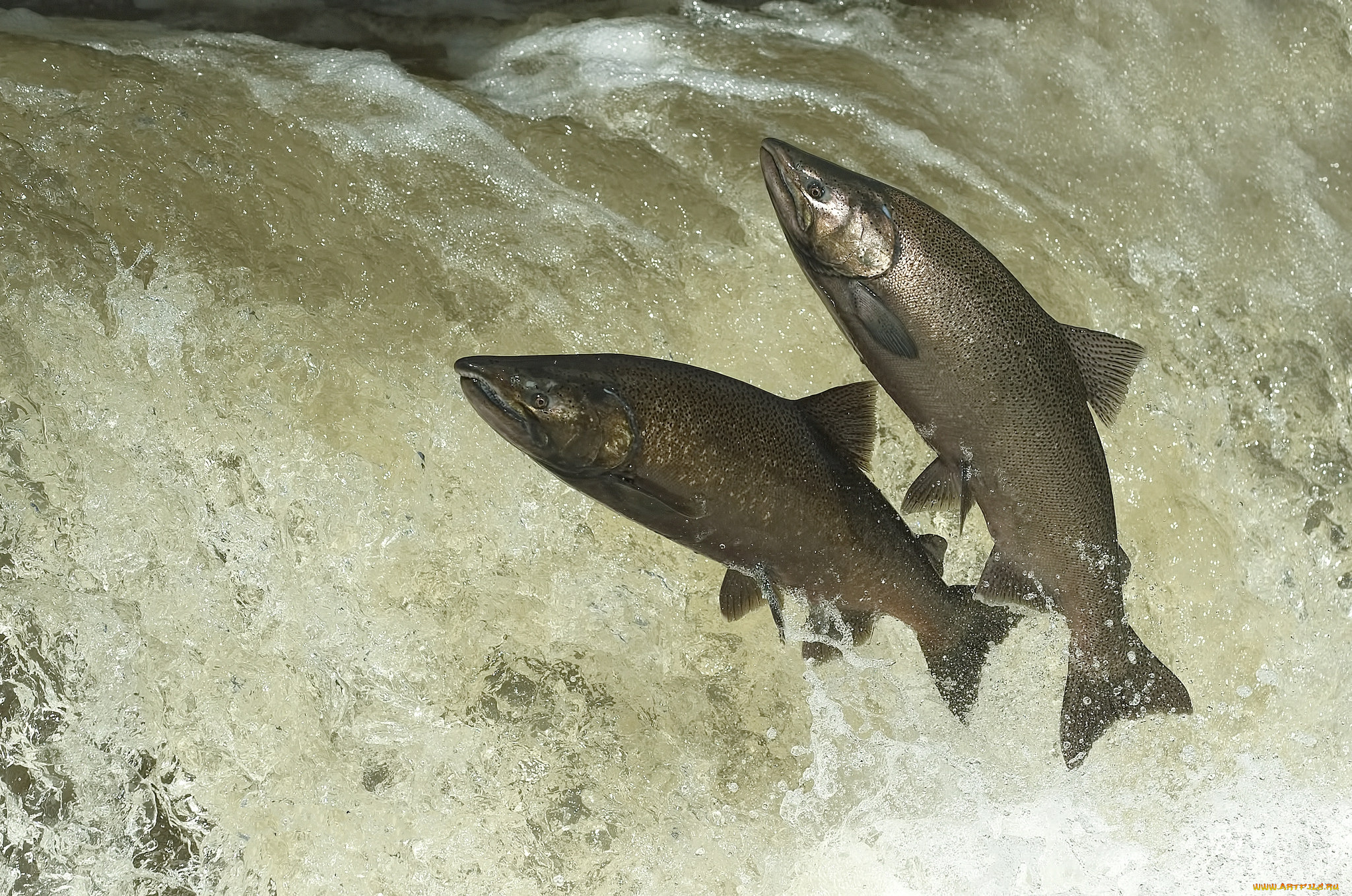 животные, рыбы, рыбка