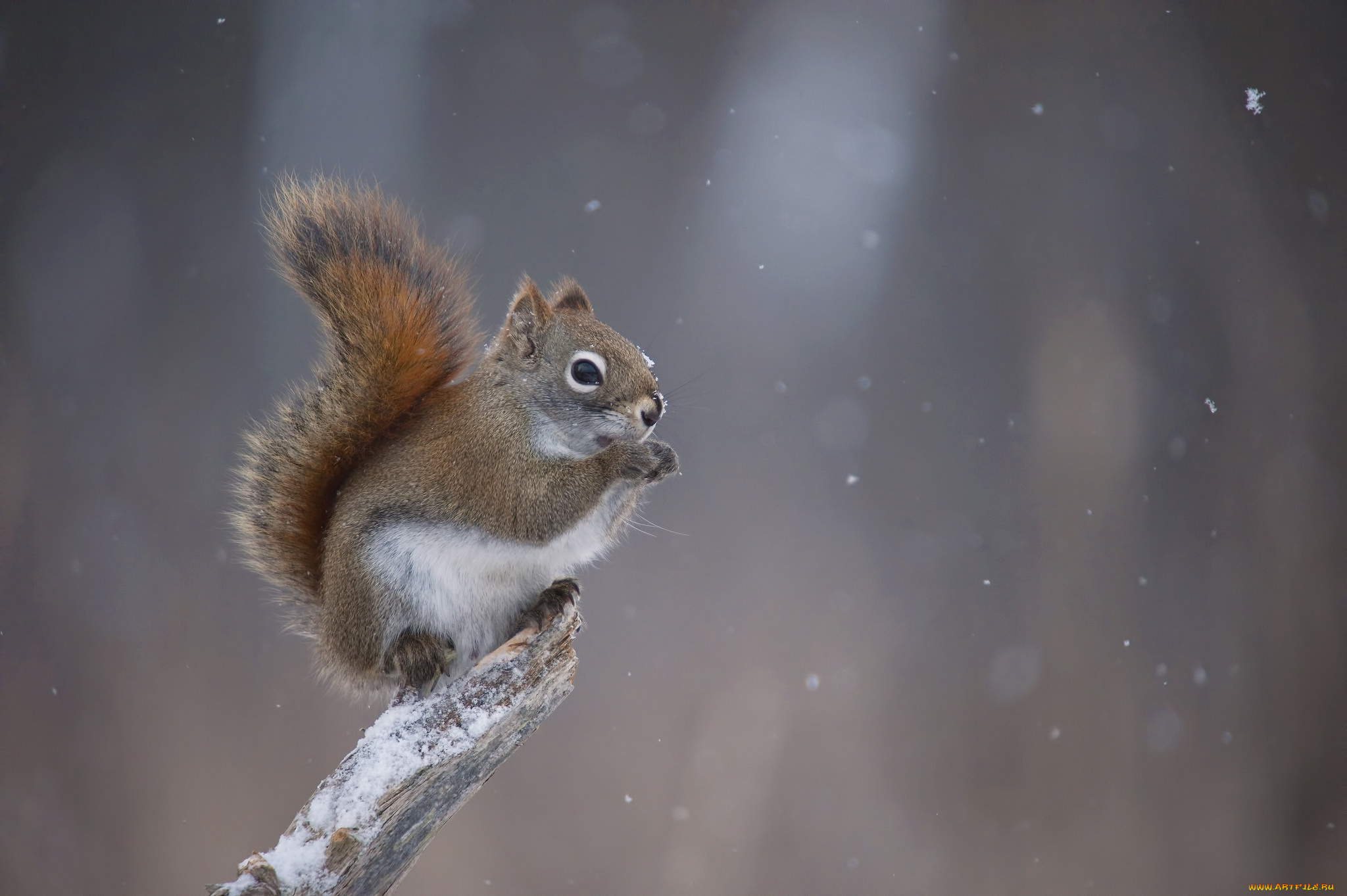 животные, белки, белка