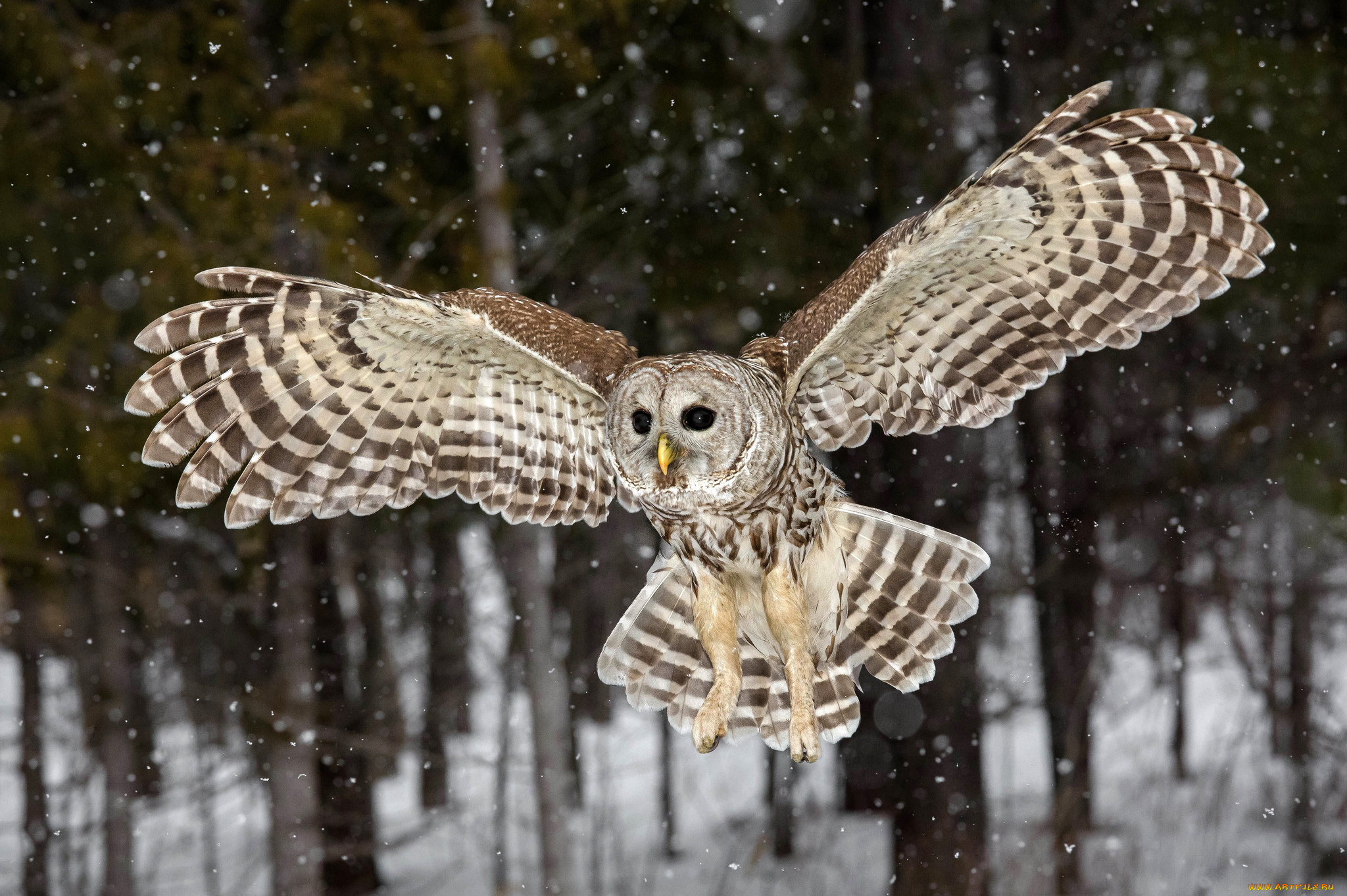 животные, совы, птичка