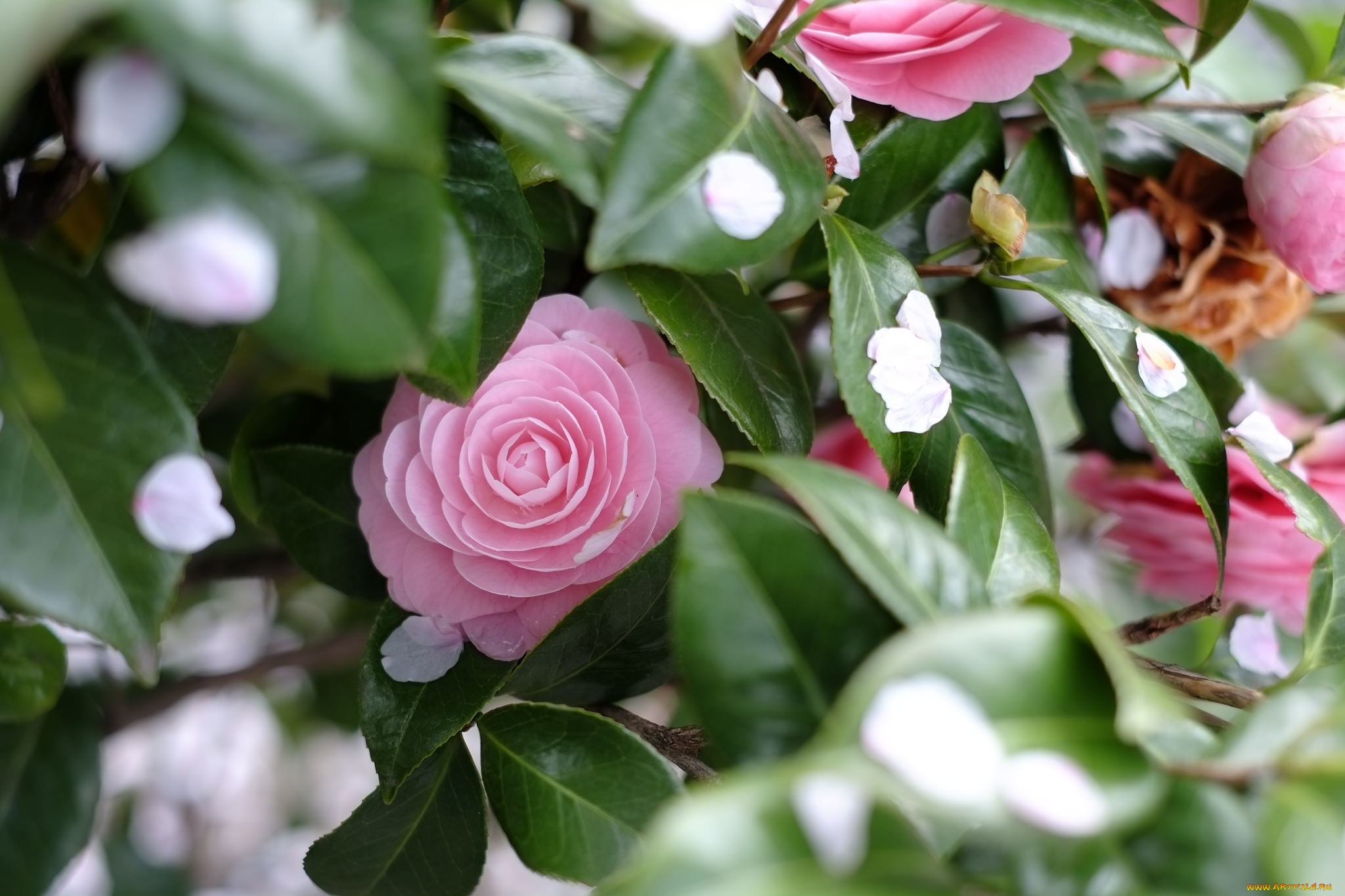 цветы, камелии, дерево, камелия, весна