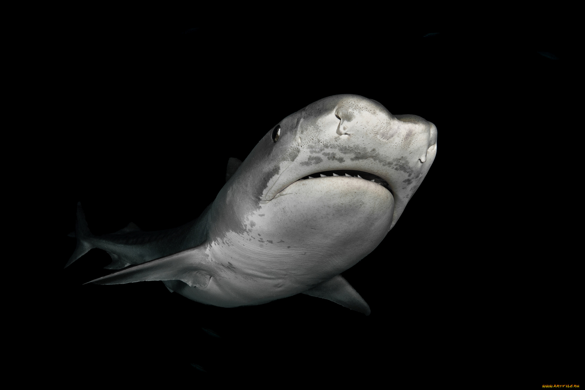 животные, акулы, хищник