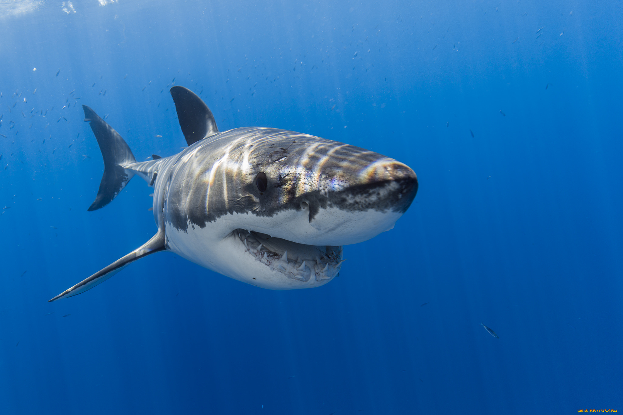 животные, акулы, рыбка