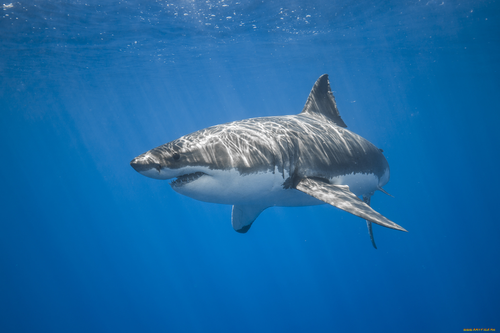 животные, акулы, рыбка