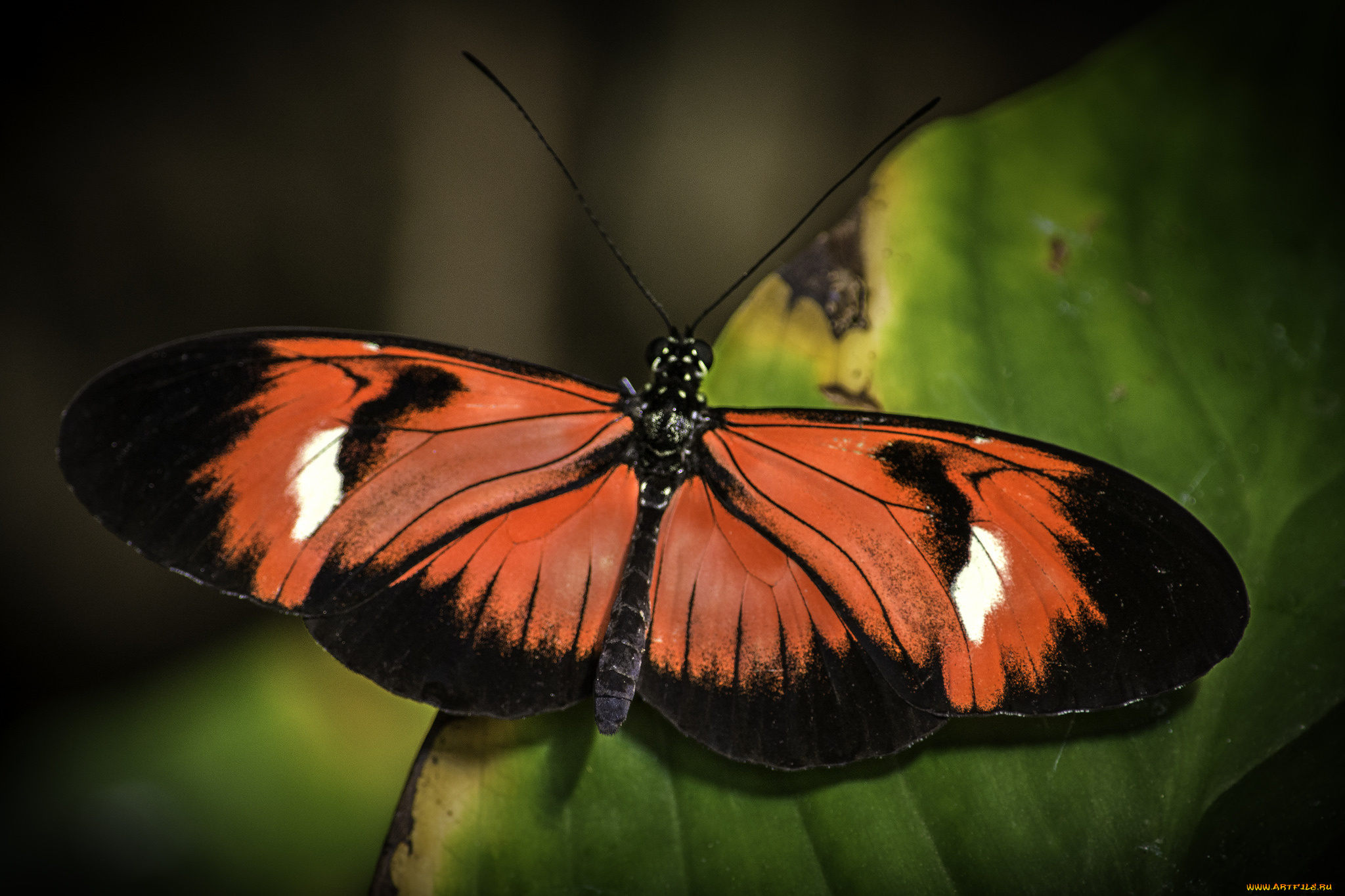 животные, бабочки, , мотыльки, , моли, бабочка