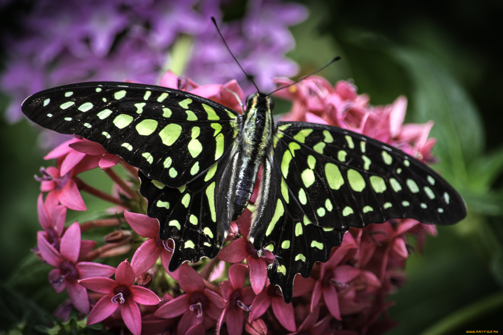 животные, бабочки, , мотыльки, , моли, бабочка