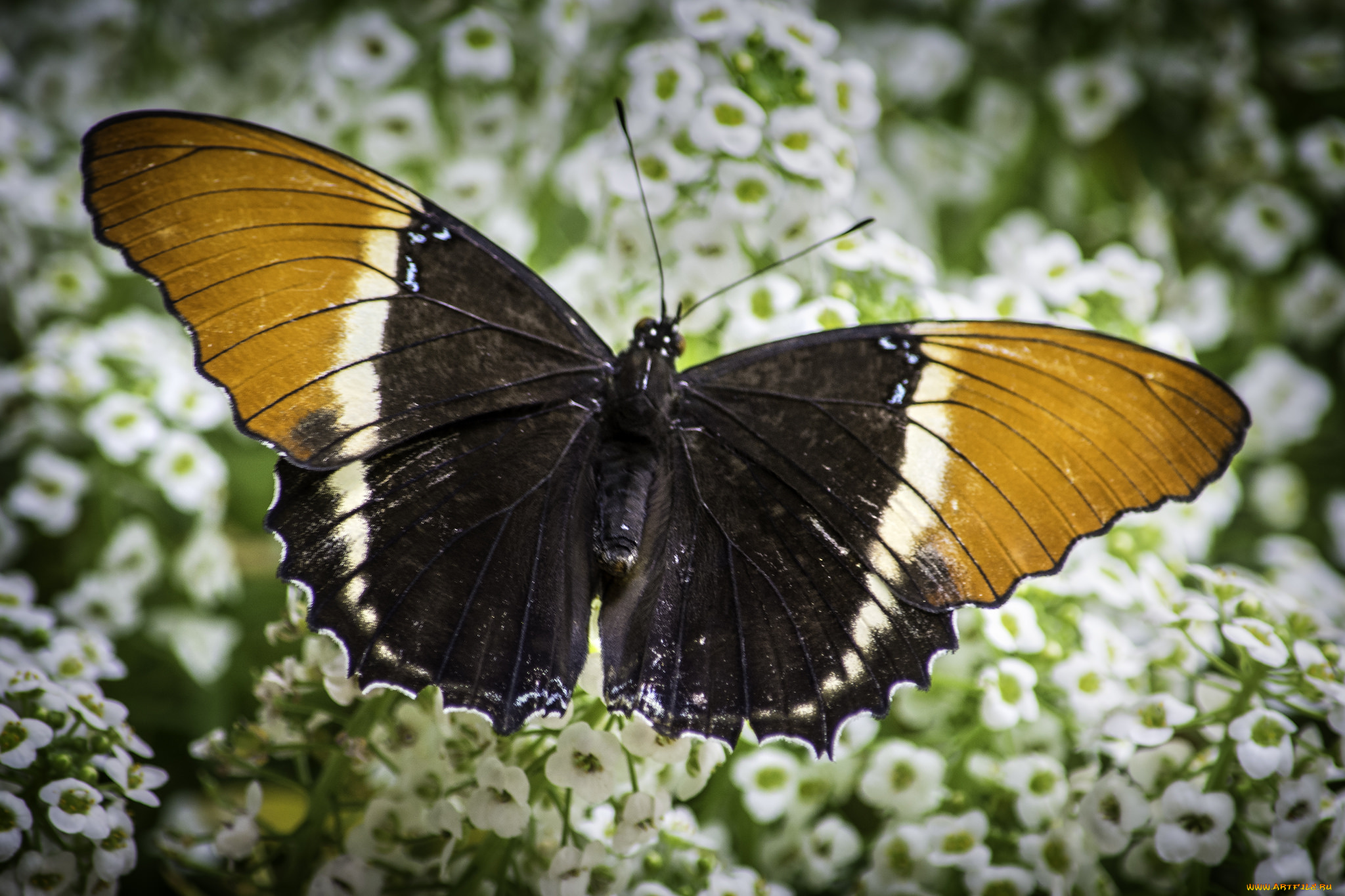 животные, бабочки, , мотыльки, , моли, бабочка