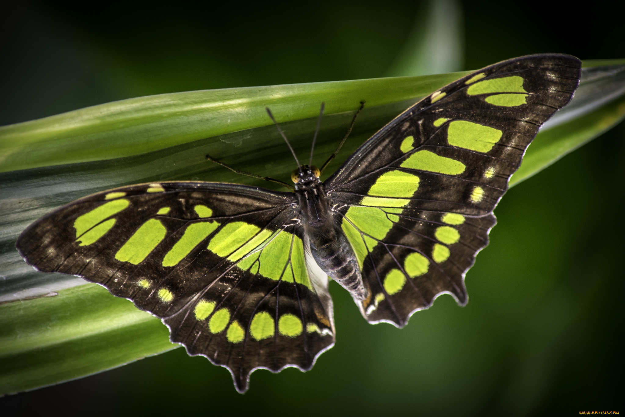 животные, бабочки, , мотыльки, , моли, бабочка