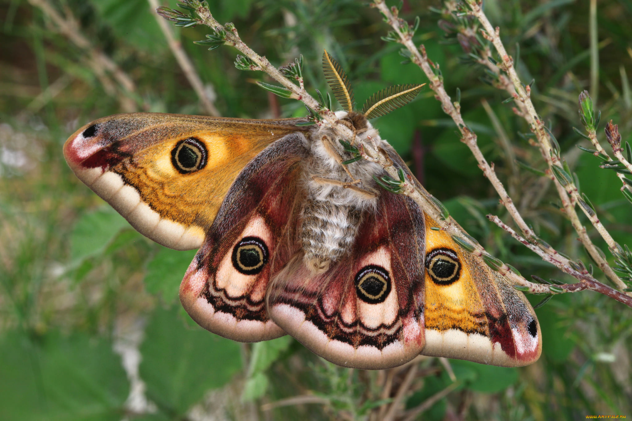 животные, бабочки, , мотыльки, , моли, бабочка