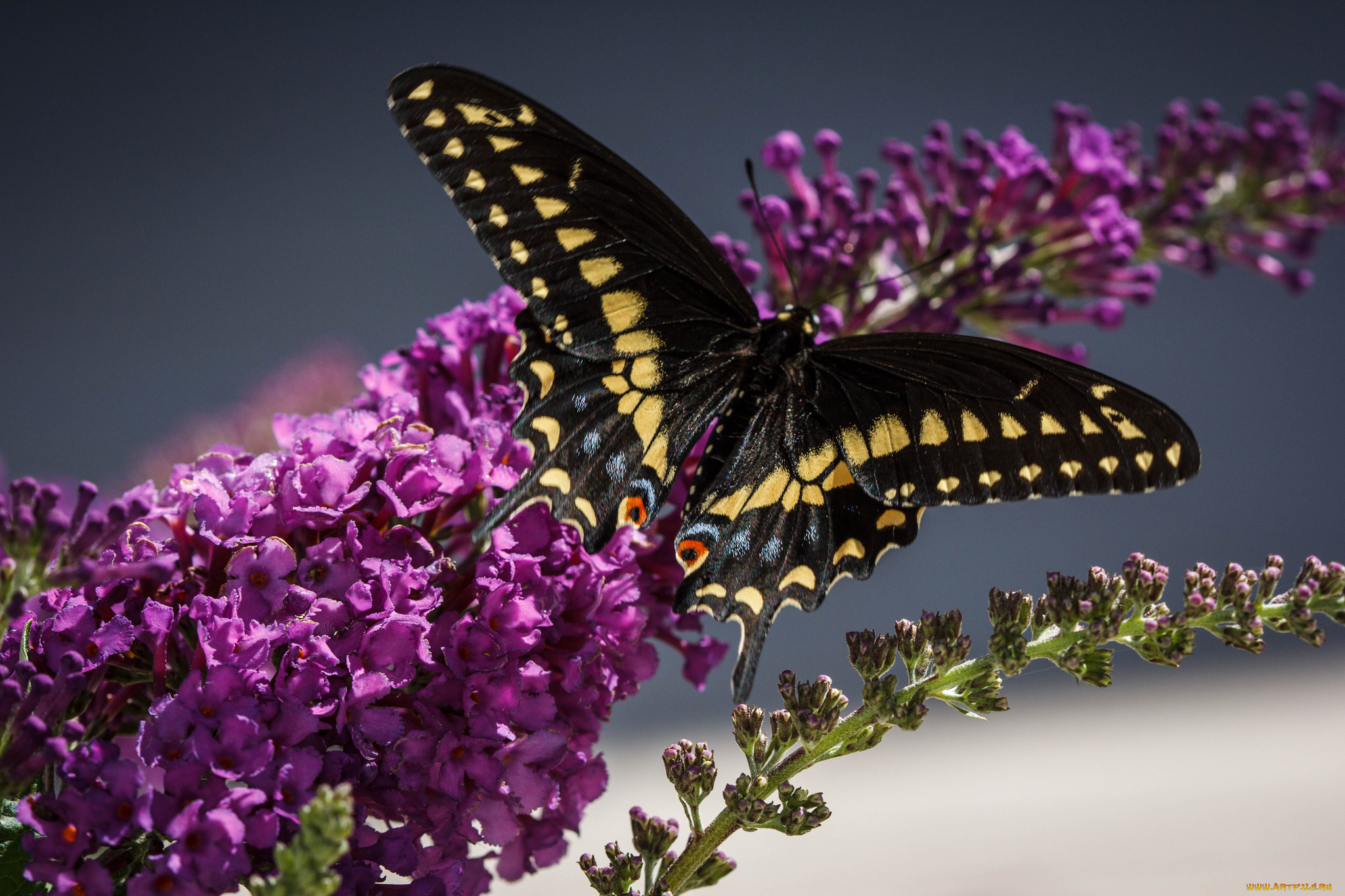 животные, бабочки, , мотыльки, , моли, бабочка