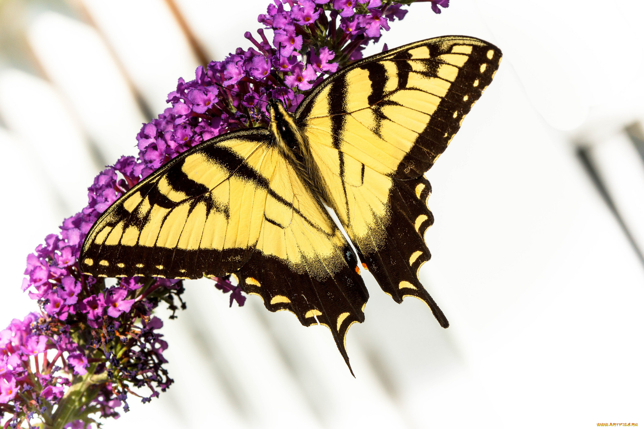 животные, бабочки, , мотыльки, , моли, бабочка