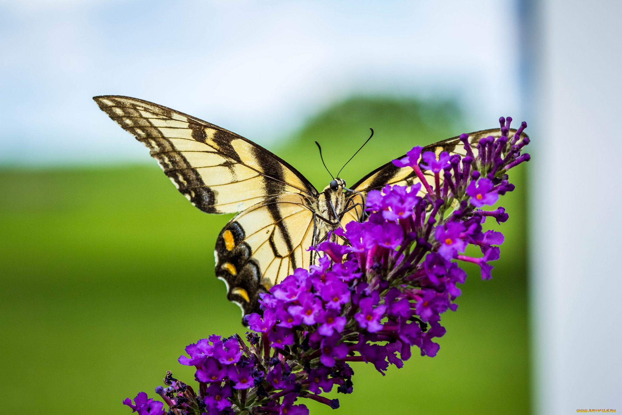 животные, бабочки, , мотыльки, , моли, бабочка