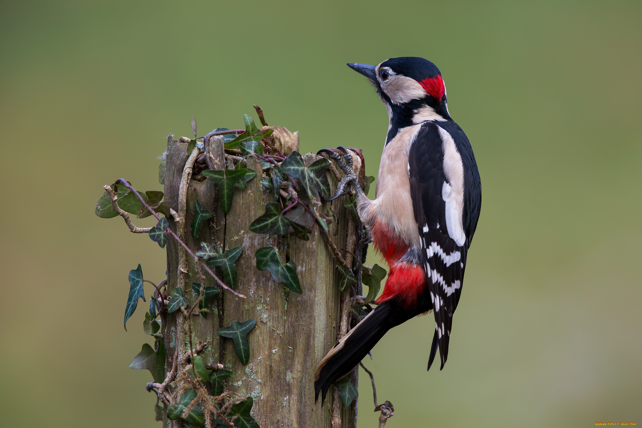 животные, дятлы, птичка