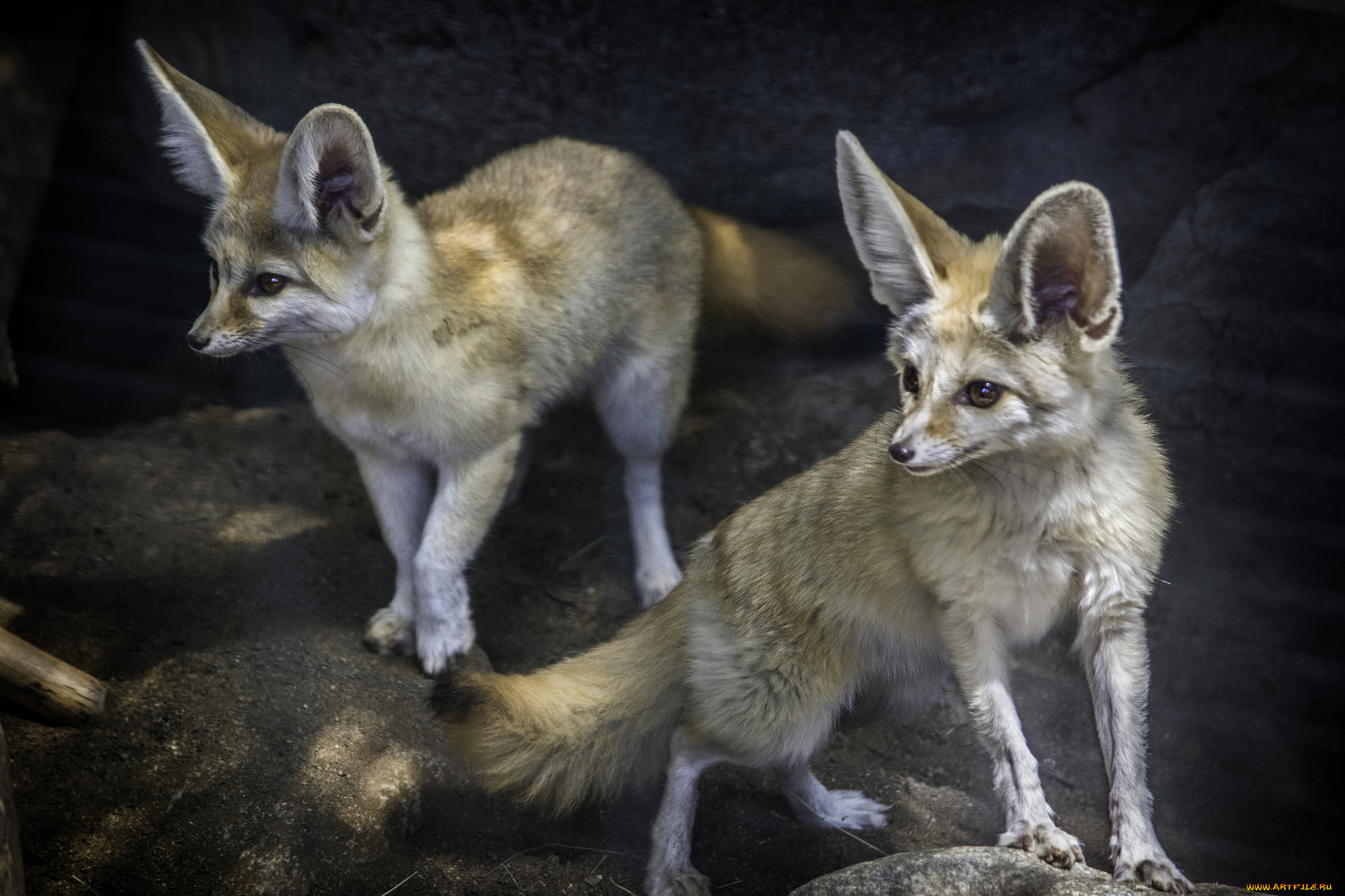 животные, фенеки, лисичка