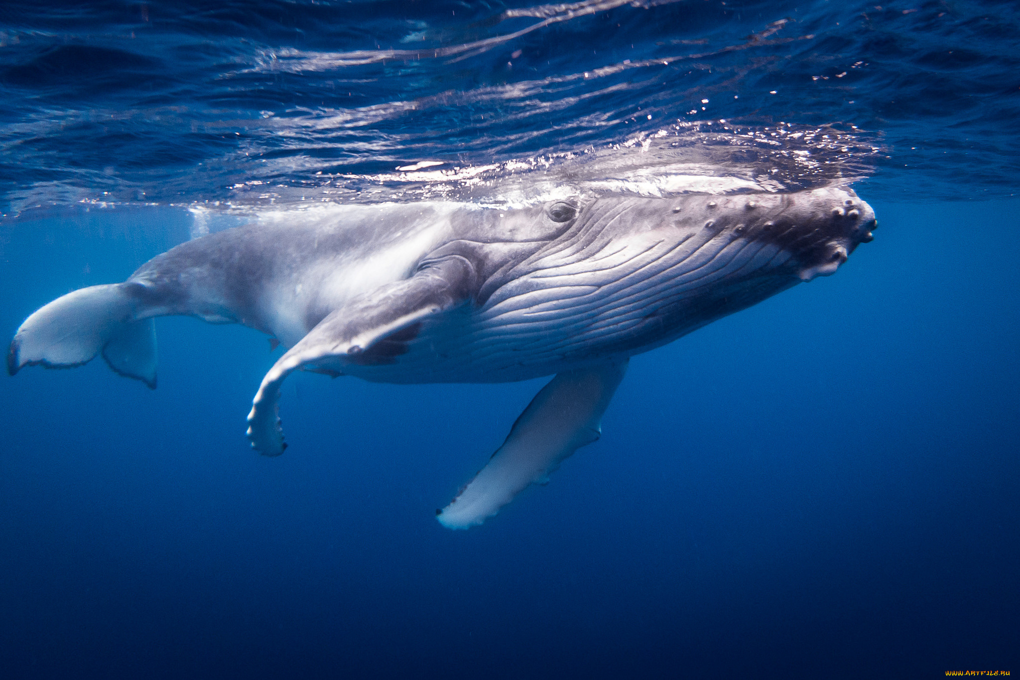 животные, киты, , кашалоты, рыбка