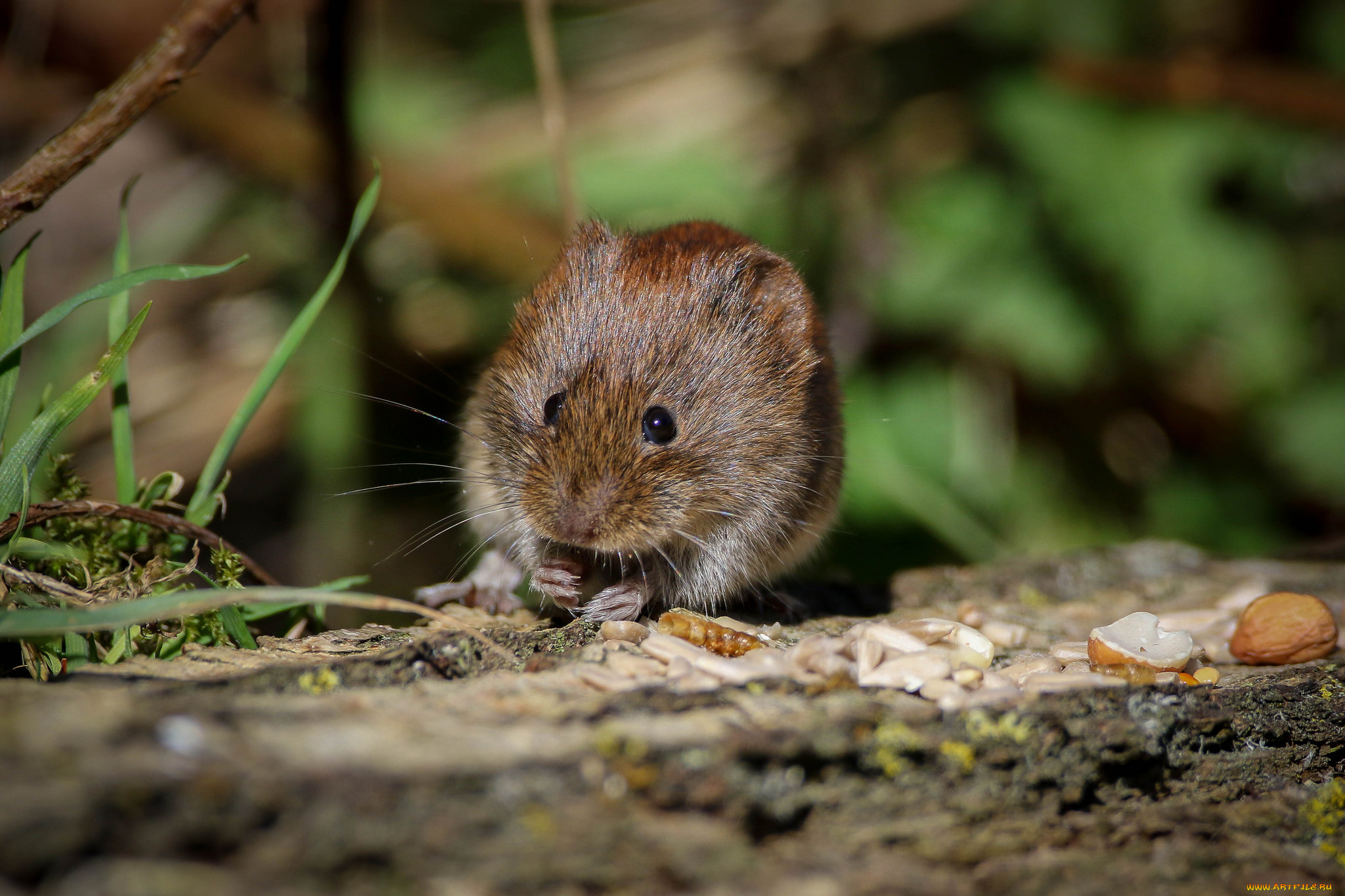 животные, крысы, , мыши, мышка