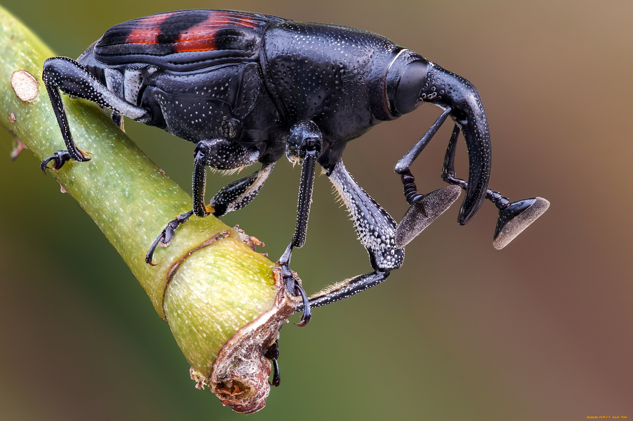 животные, насекомые, жук