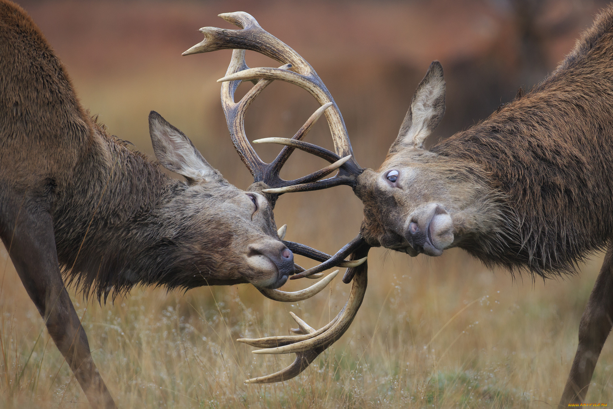 животные, олени, дуэль, природа