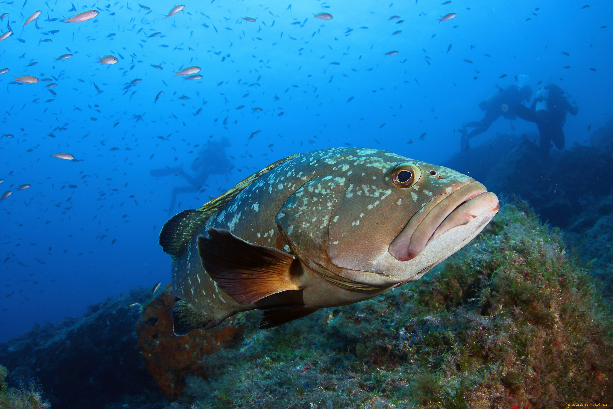 животные, рыбы, рыбка