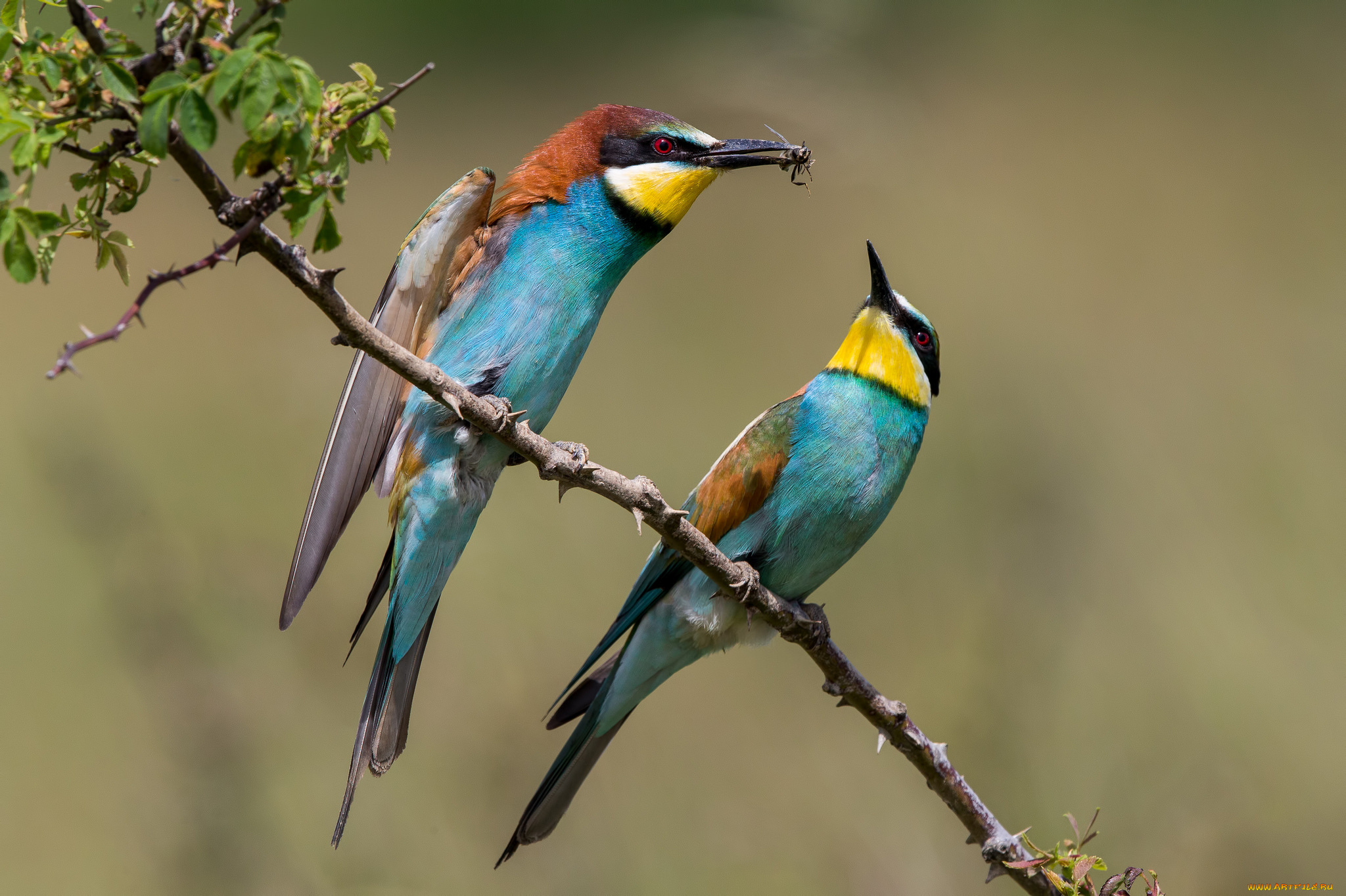 животные, щурки, , пчелоеды, птичка