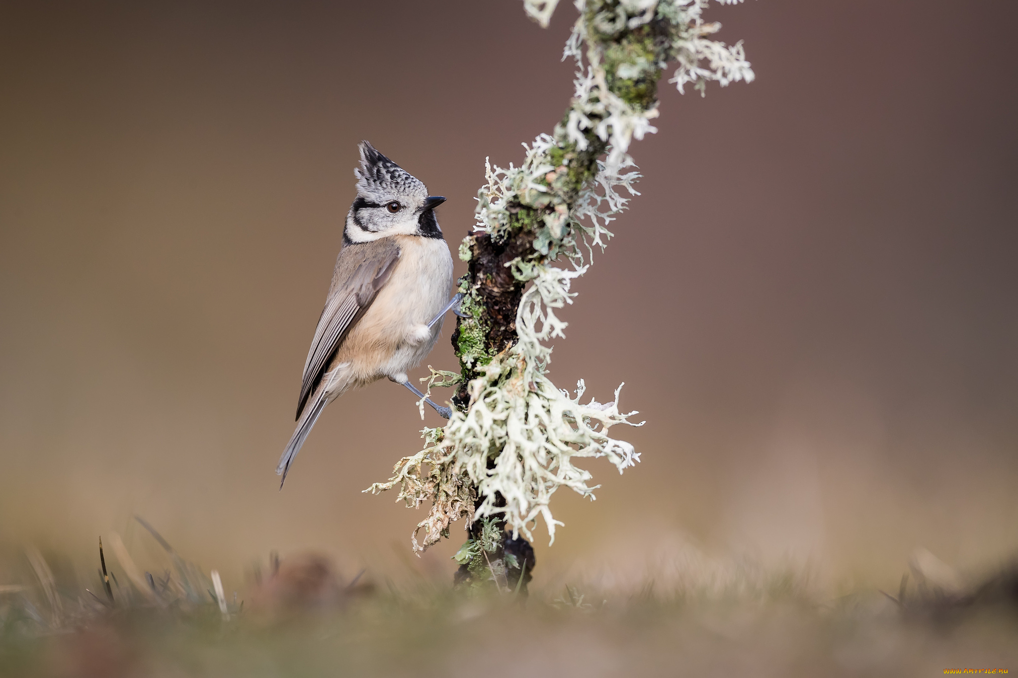 животные, синицы, , лазоревки, птичка