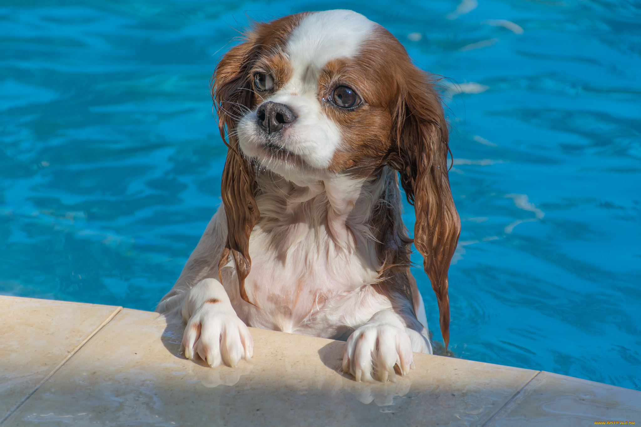 животные, собаки, песики