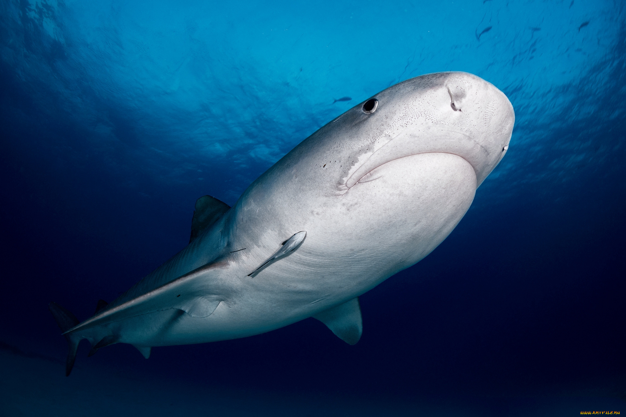 животные, акулы, хищник