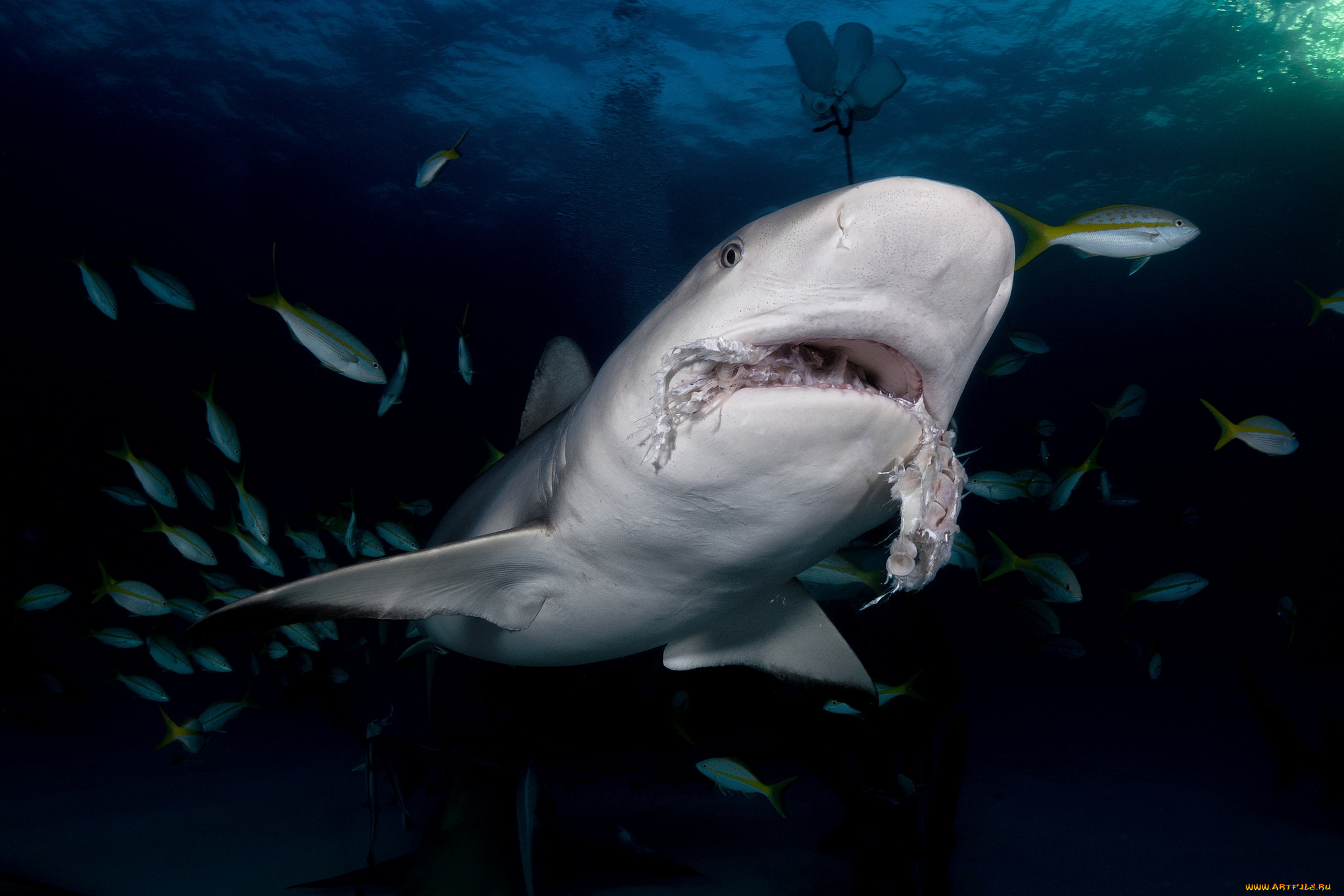 животные, акулы, хищник