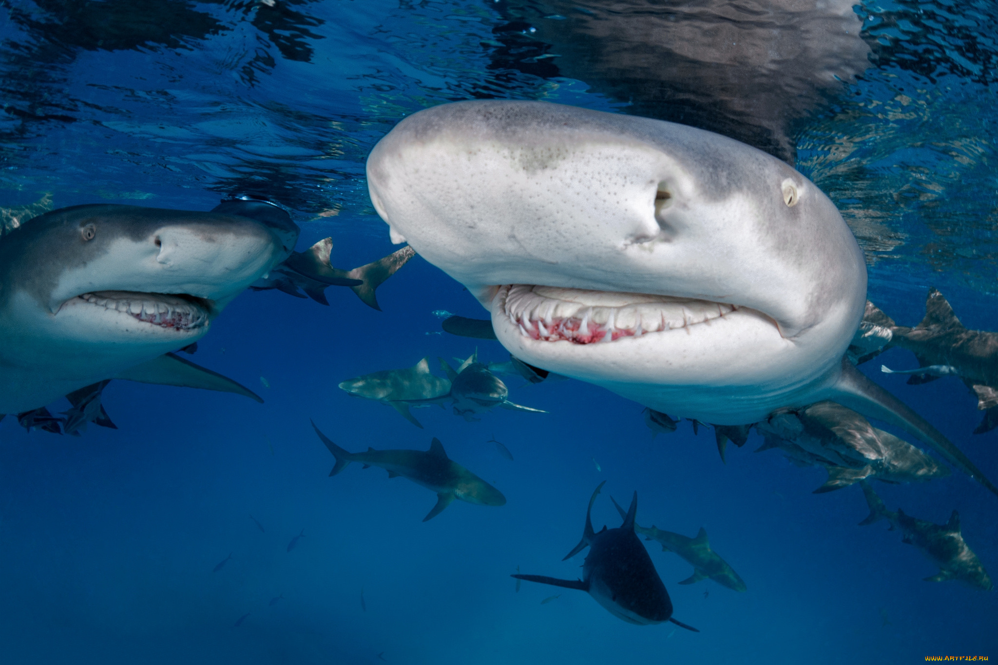 животные, акулы, хищник