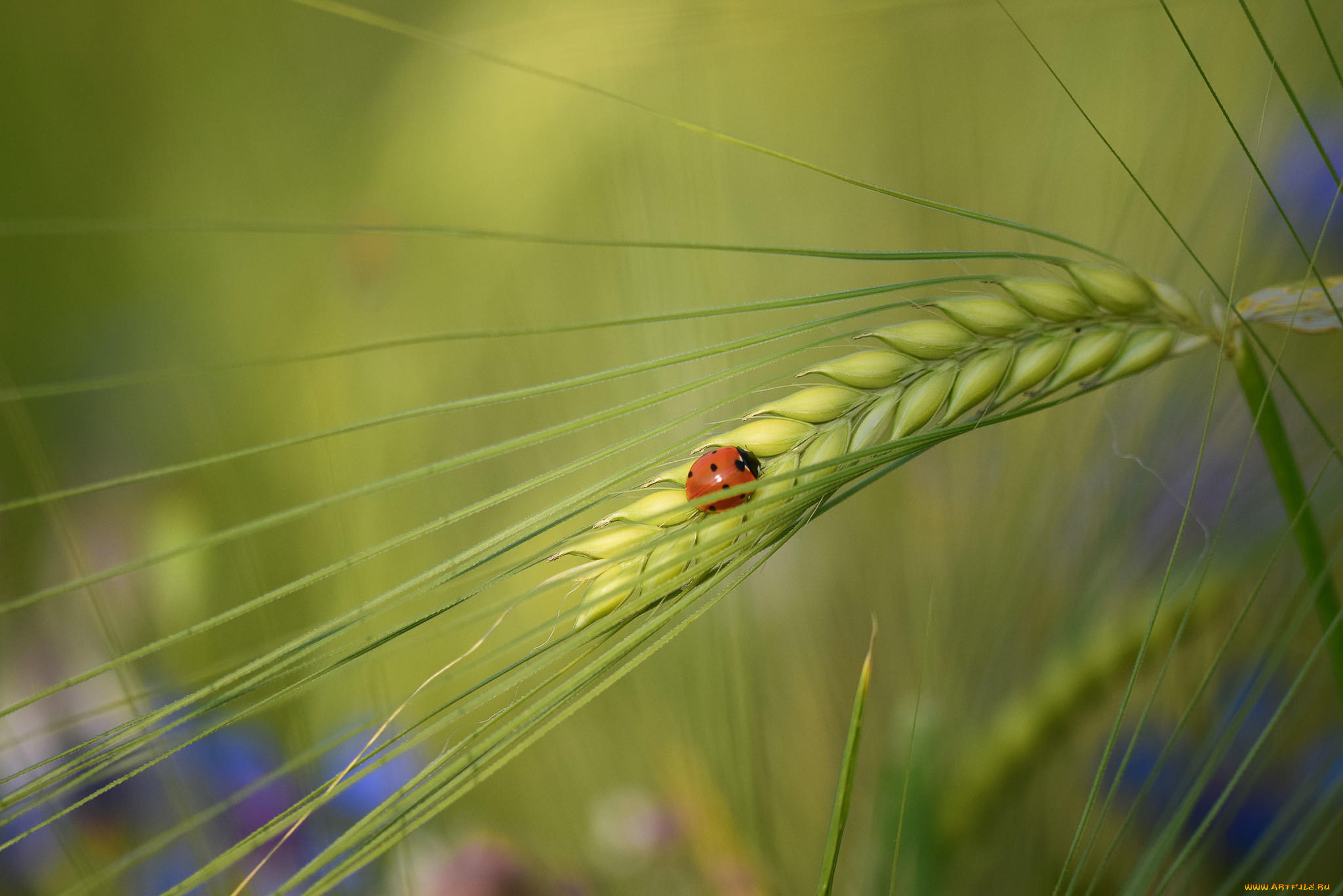 животные, божьи, коровки, божья, коровка, колос, макро