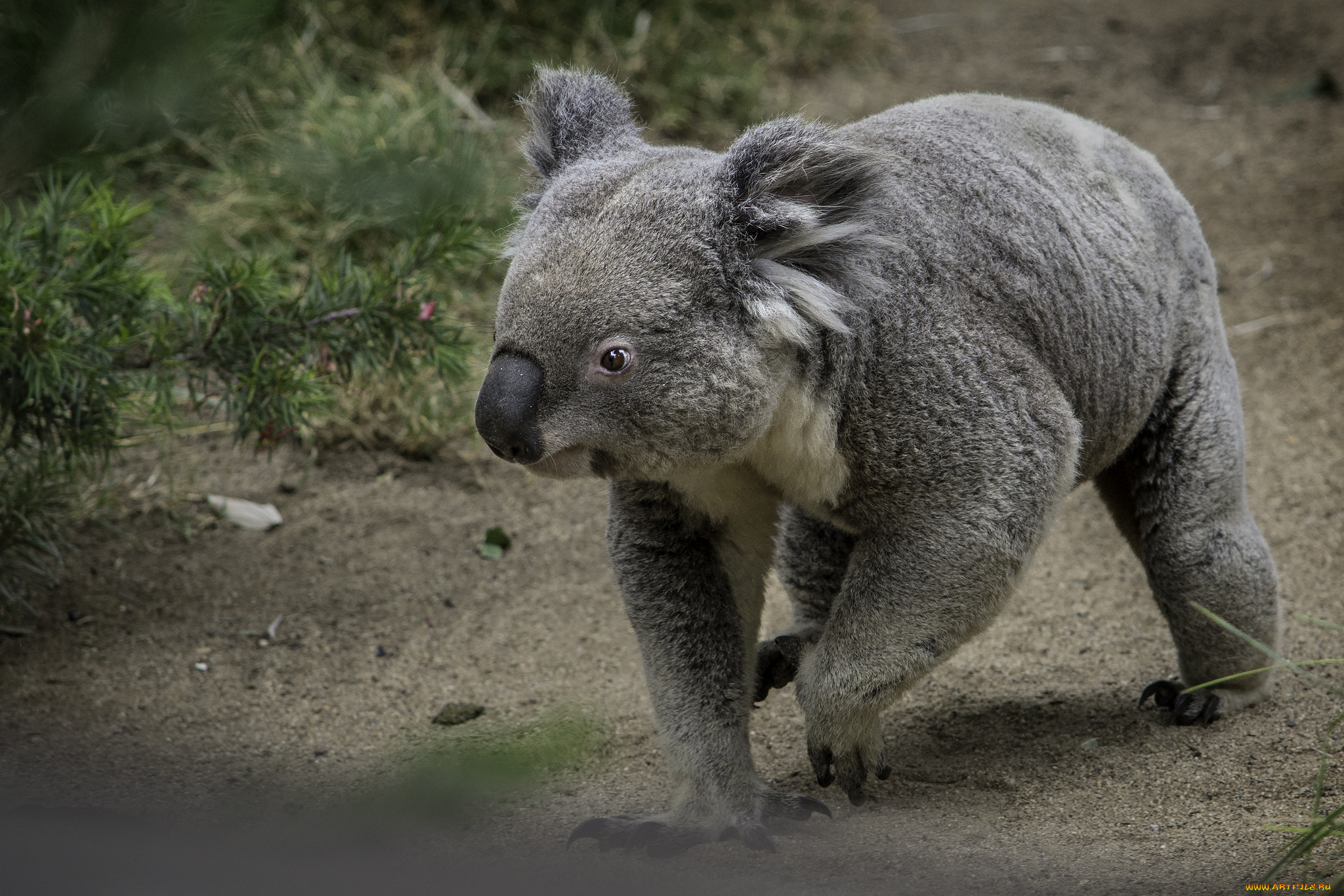 животные, коалы, мишка