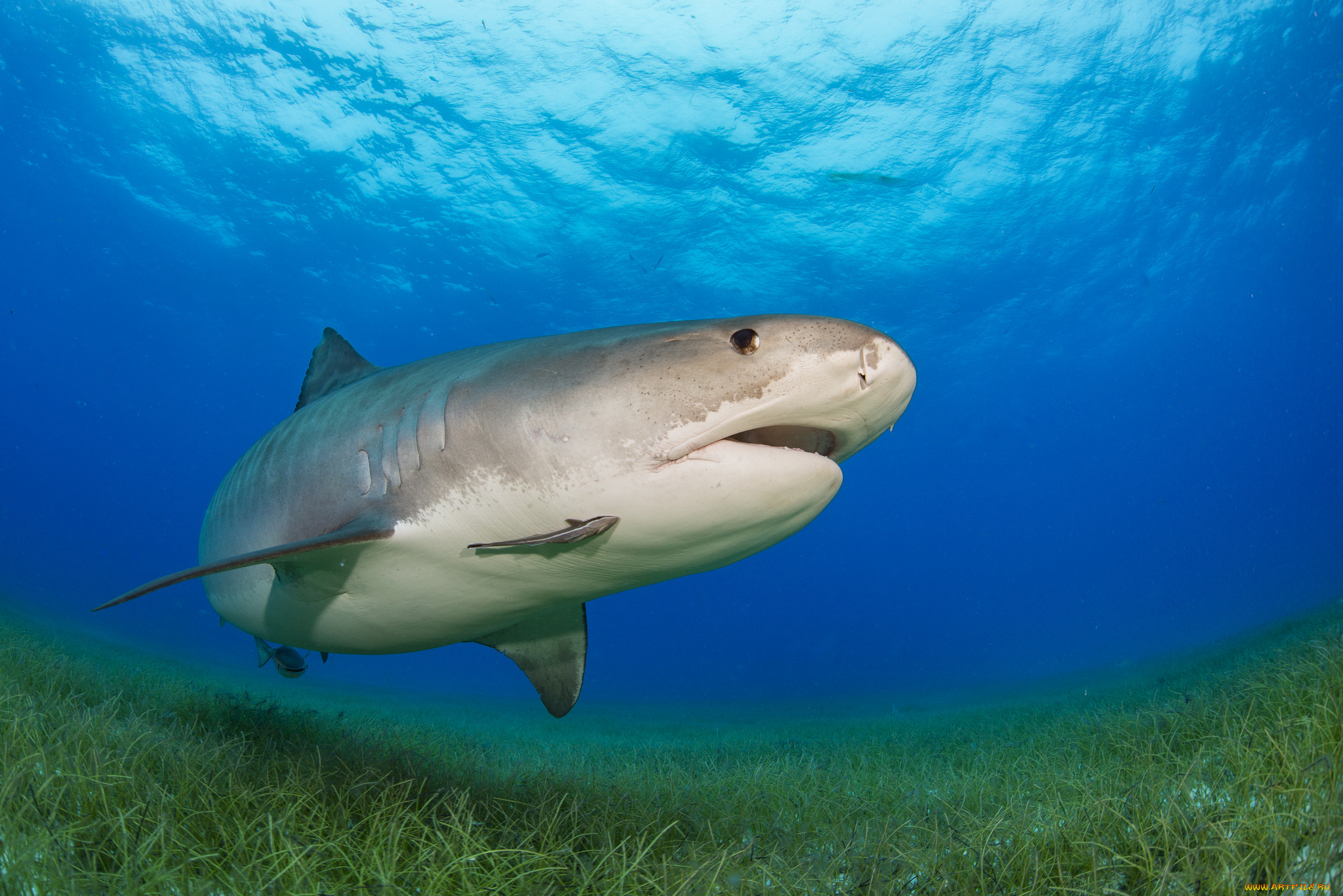животные, акулы, рыбка