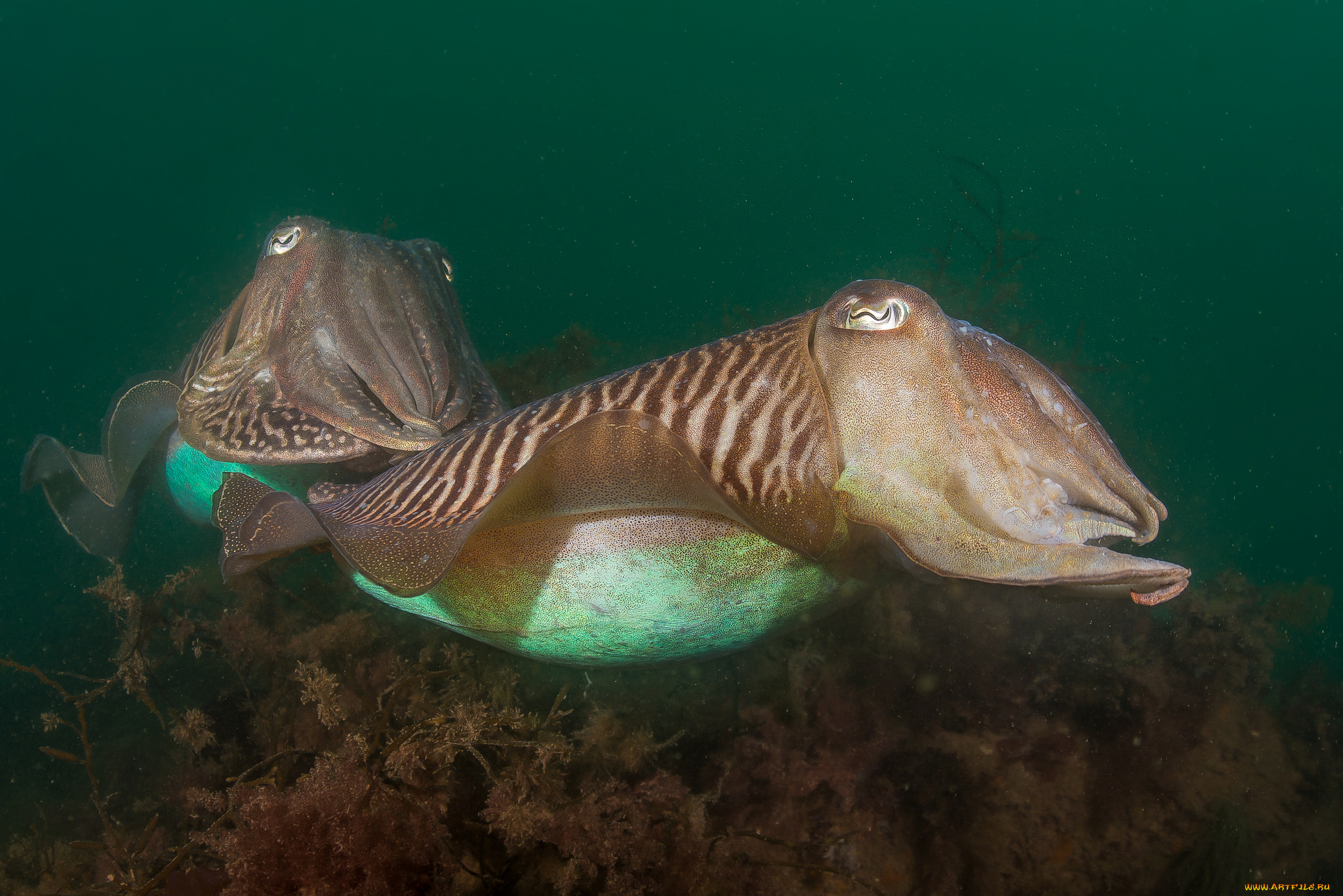животные, морская, фауна, рыбка