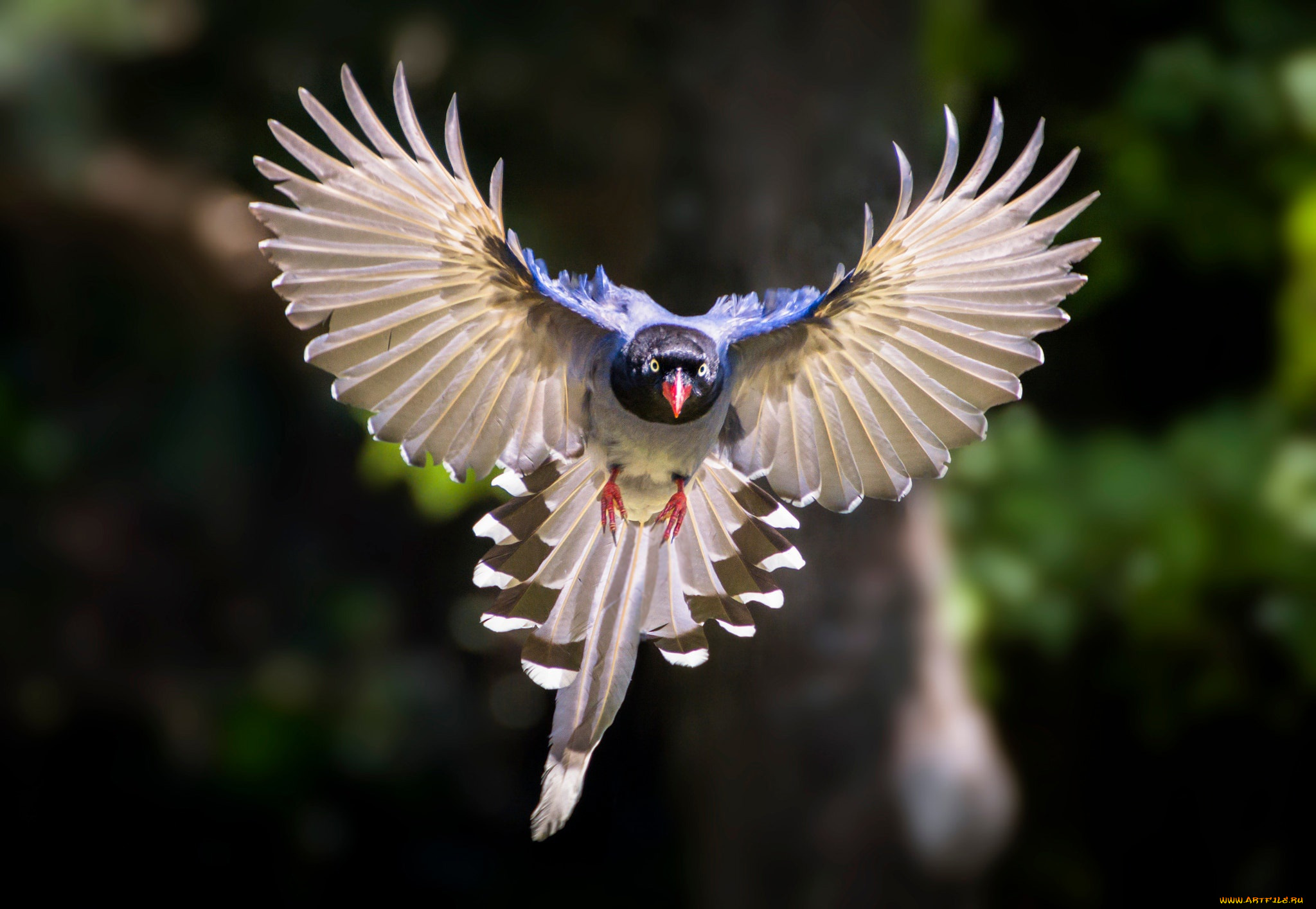 животные, птицы, птица, крылья, полёт, боке