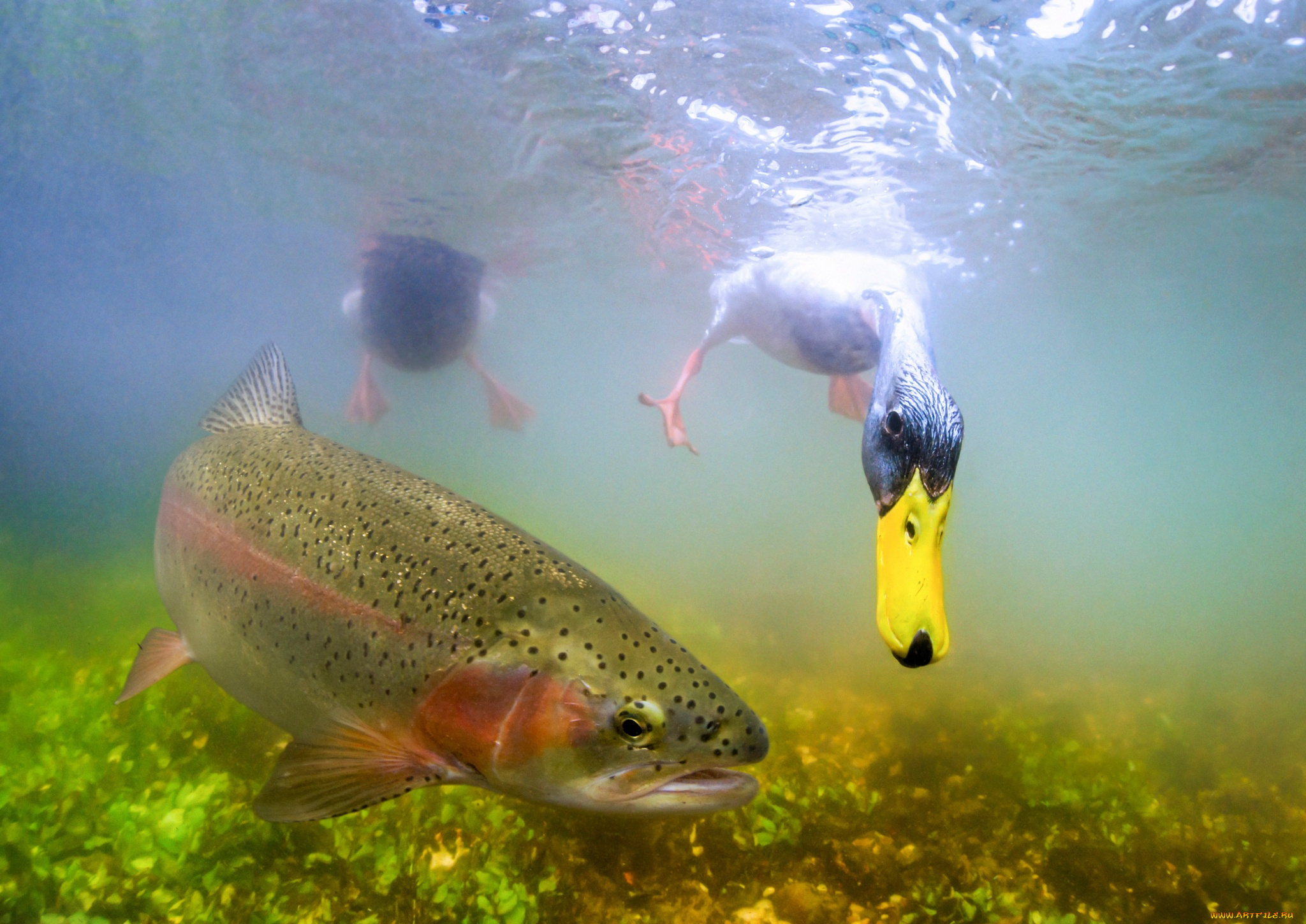 животные, разные, вместе, рыба, утка, под, водой