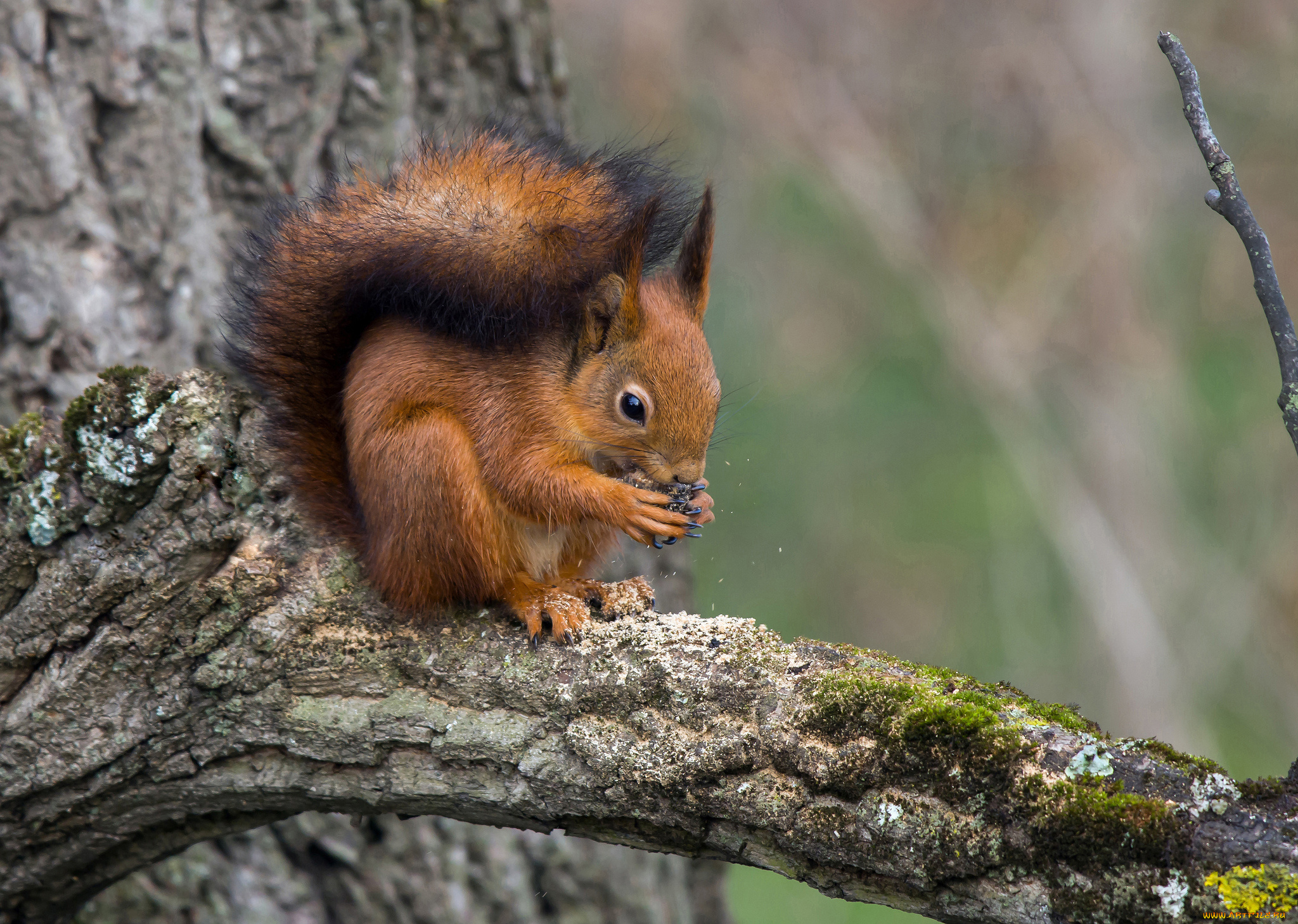 животные, белки, белка