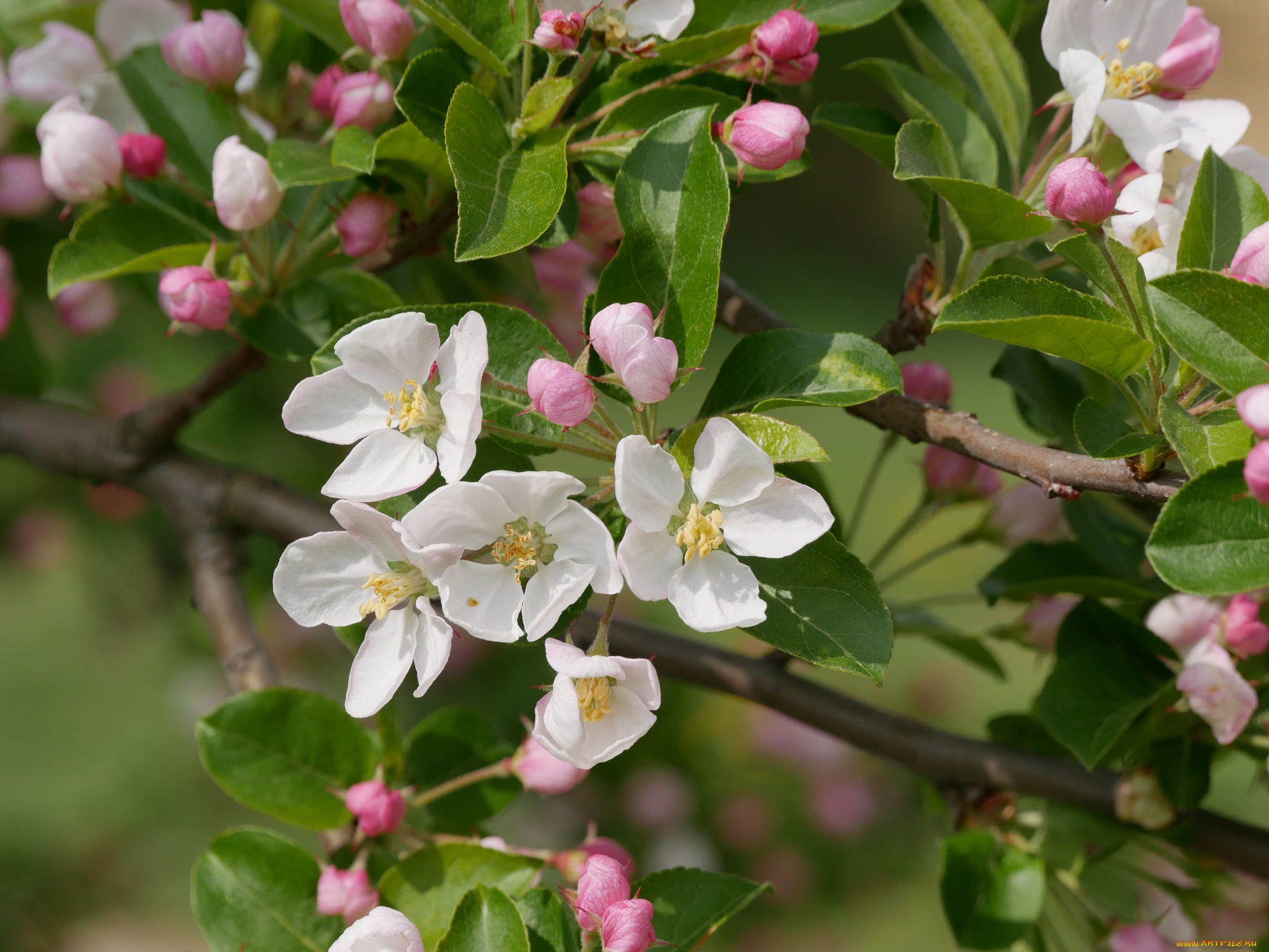 цветы, цветущие, деревья, , , кустарники, дерево, цветение, весна, ветки