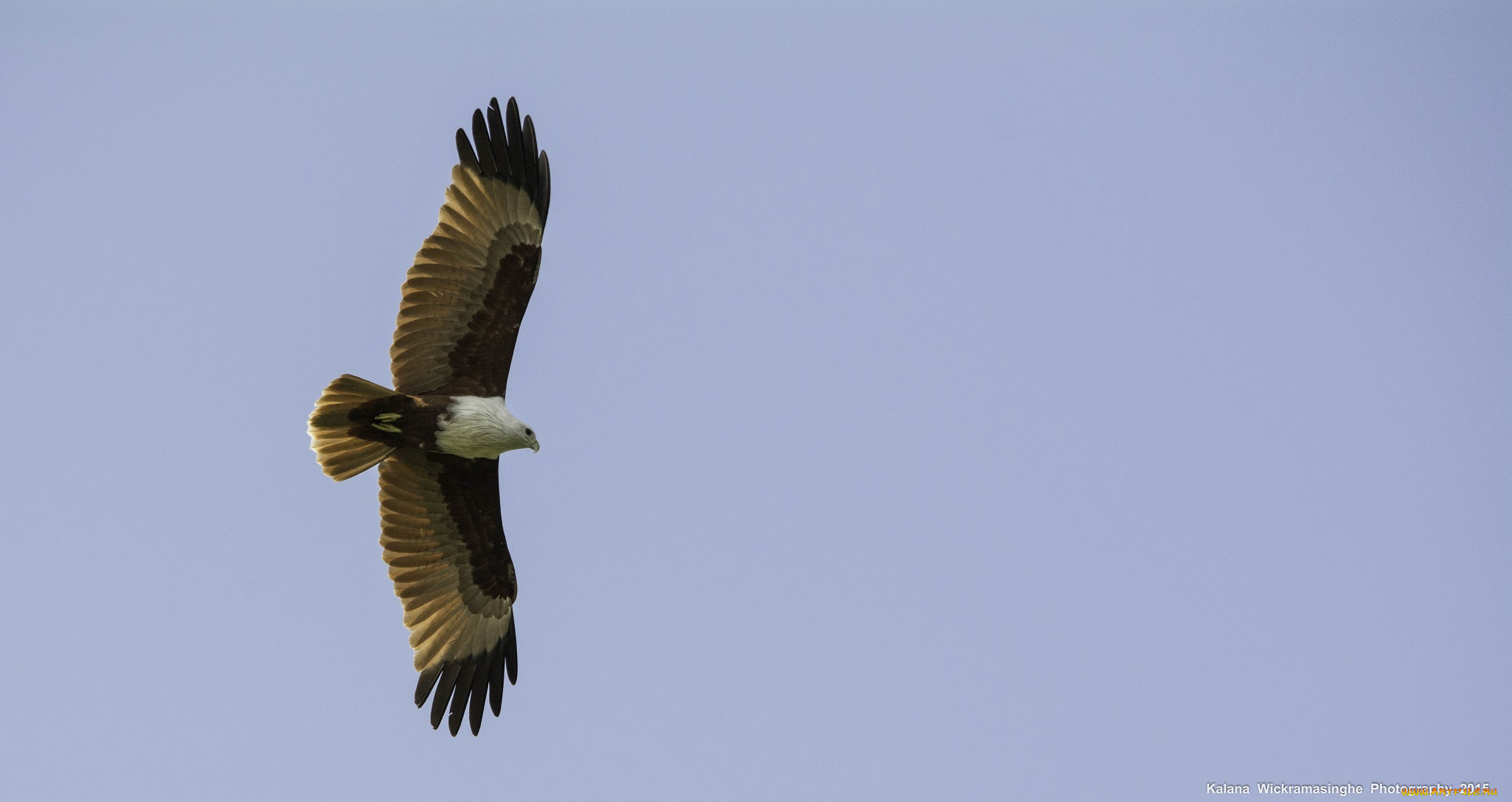 животные, птицы, -, хищники, небо, полёт, свобода, хищник, крылья, коршун, высота, птица